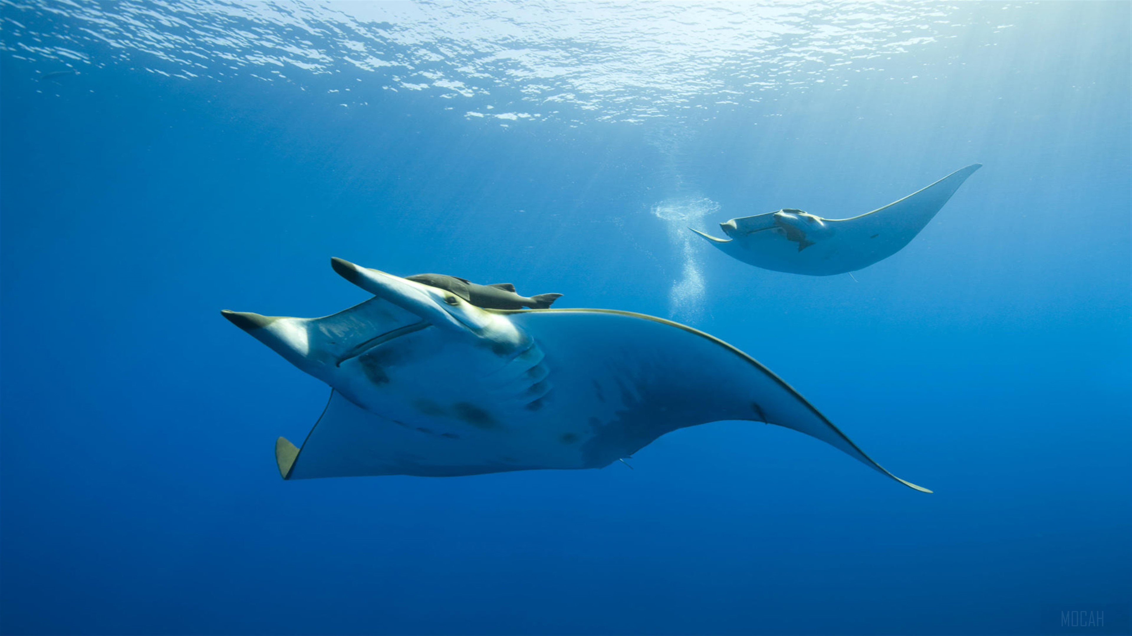 Two Manta Rays Swimming in Blue Ocean 4K HD Wallpaper