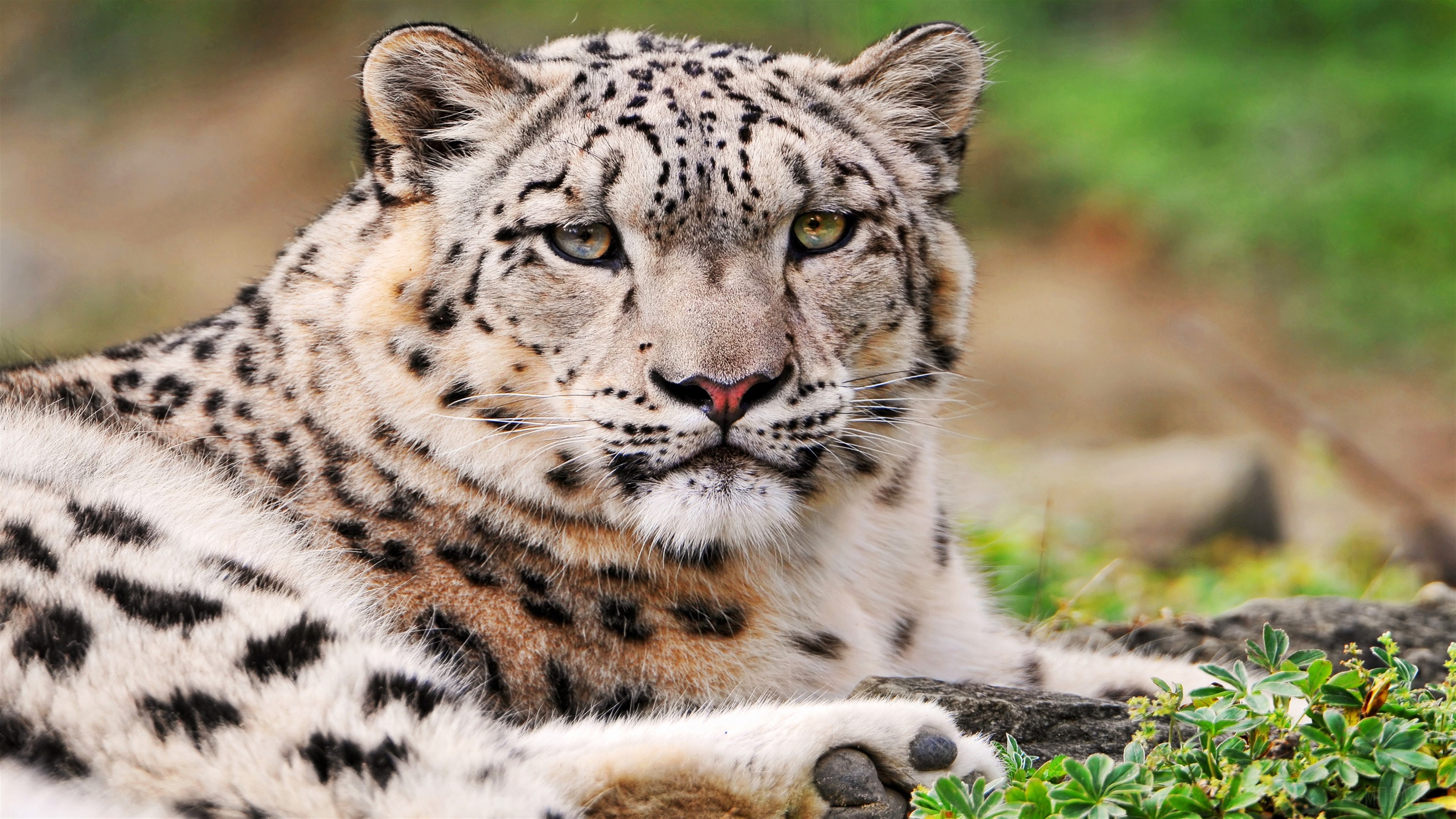 White Snow Leopard HD Wallpaper