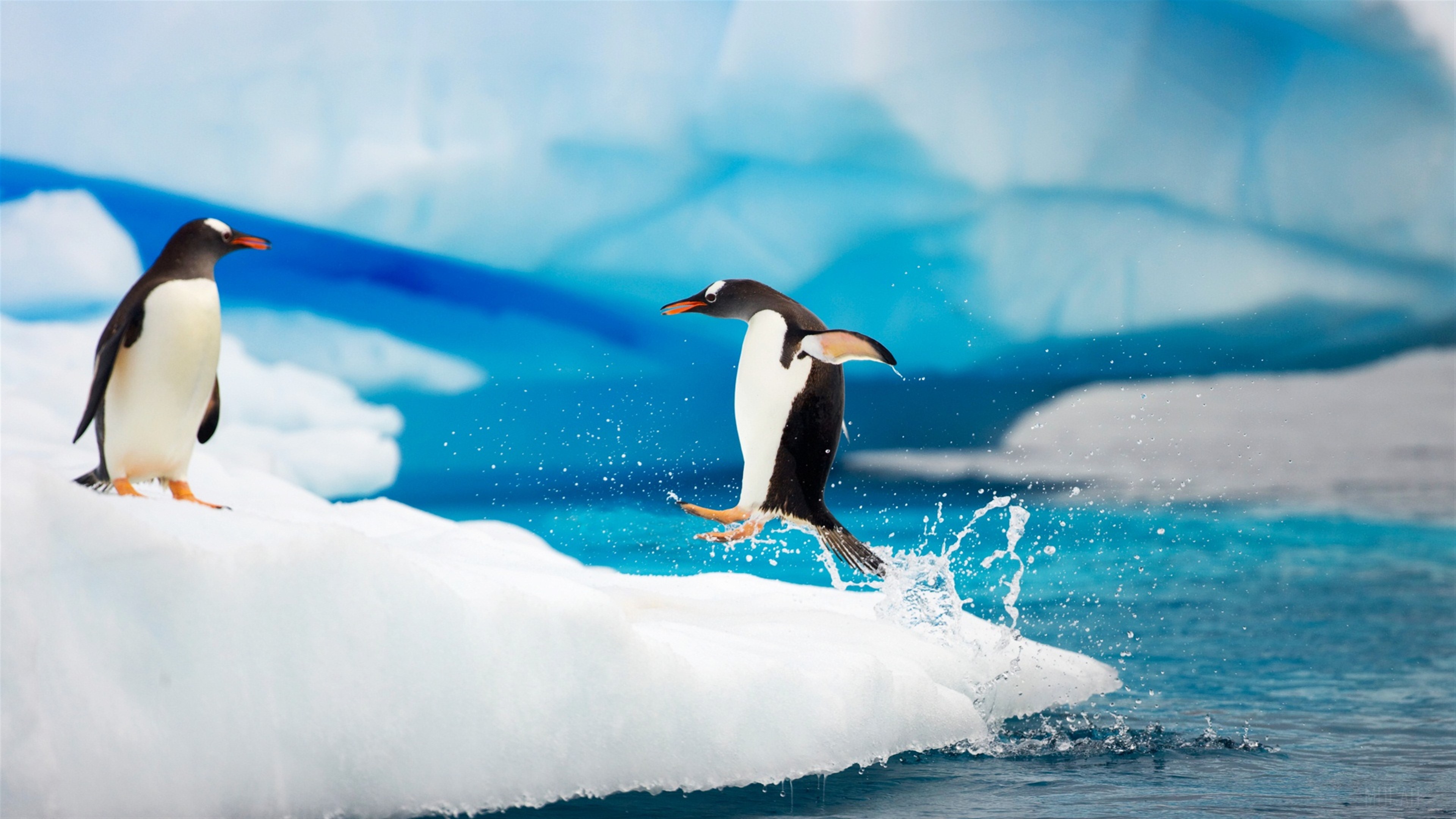 Gentoo Penguins Jumping into Water in Antarctica 4K HD Wallpaper