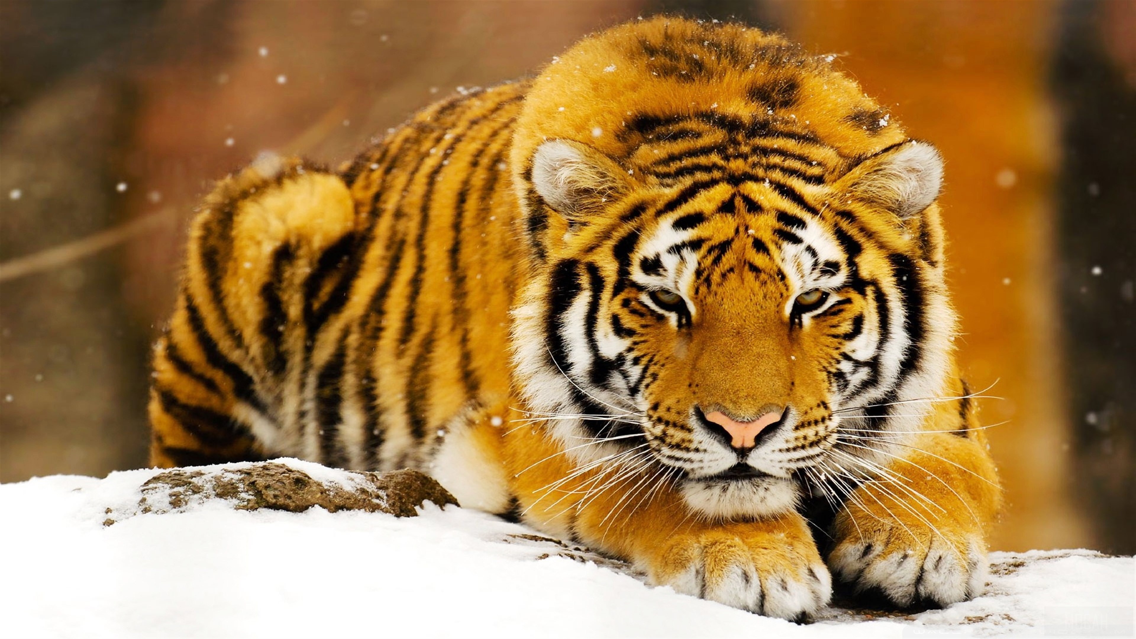 Siberian Tiger in Snow 4K HD Wallpaper