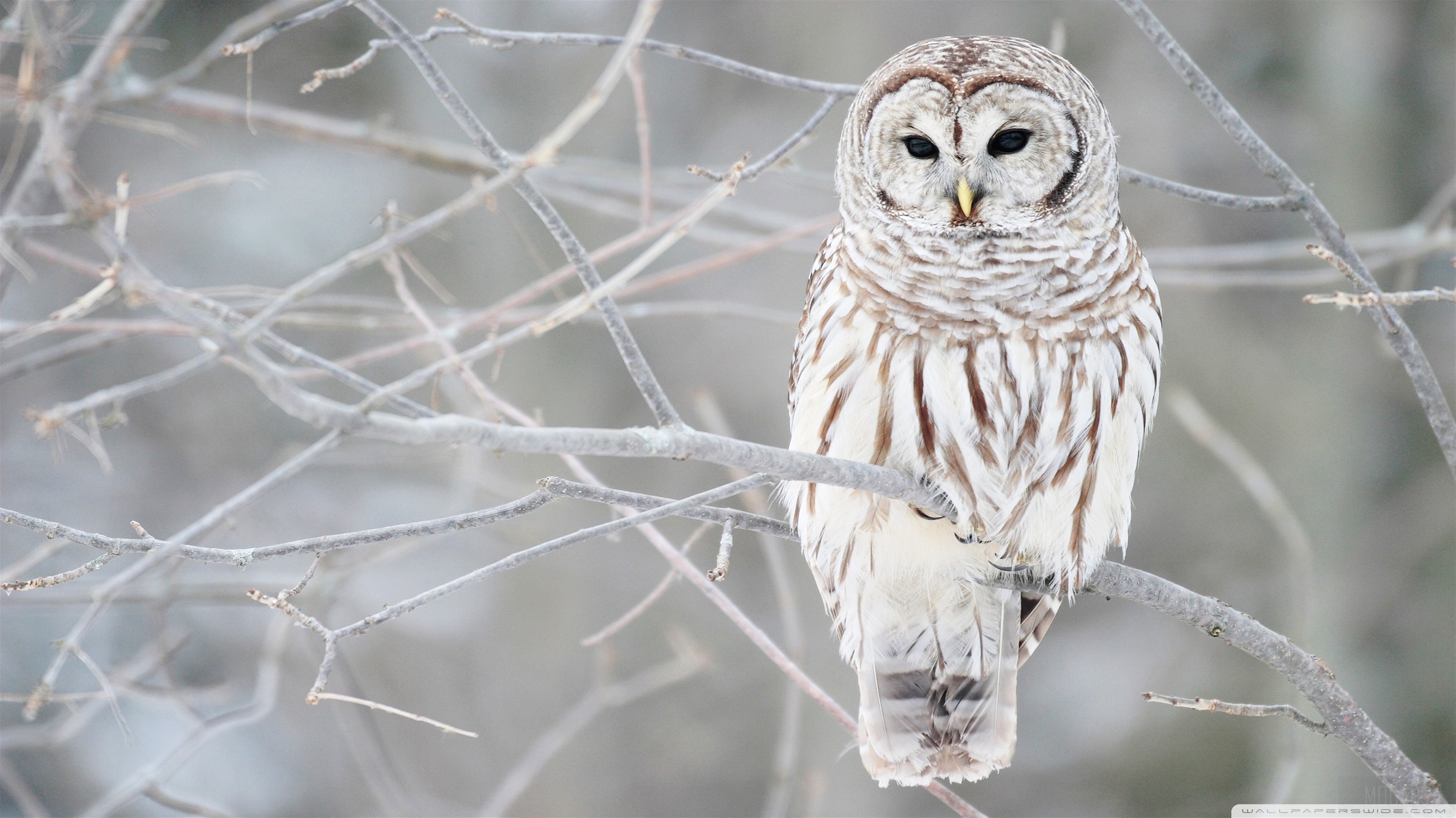 Barred Owl perched on a branch in winter HD Wallpaper