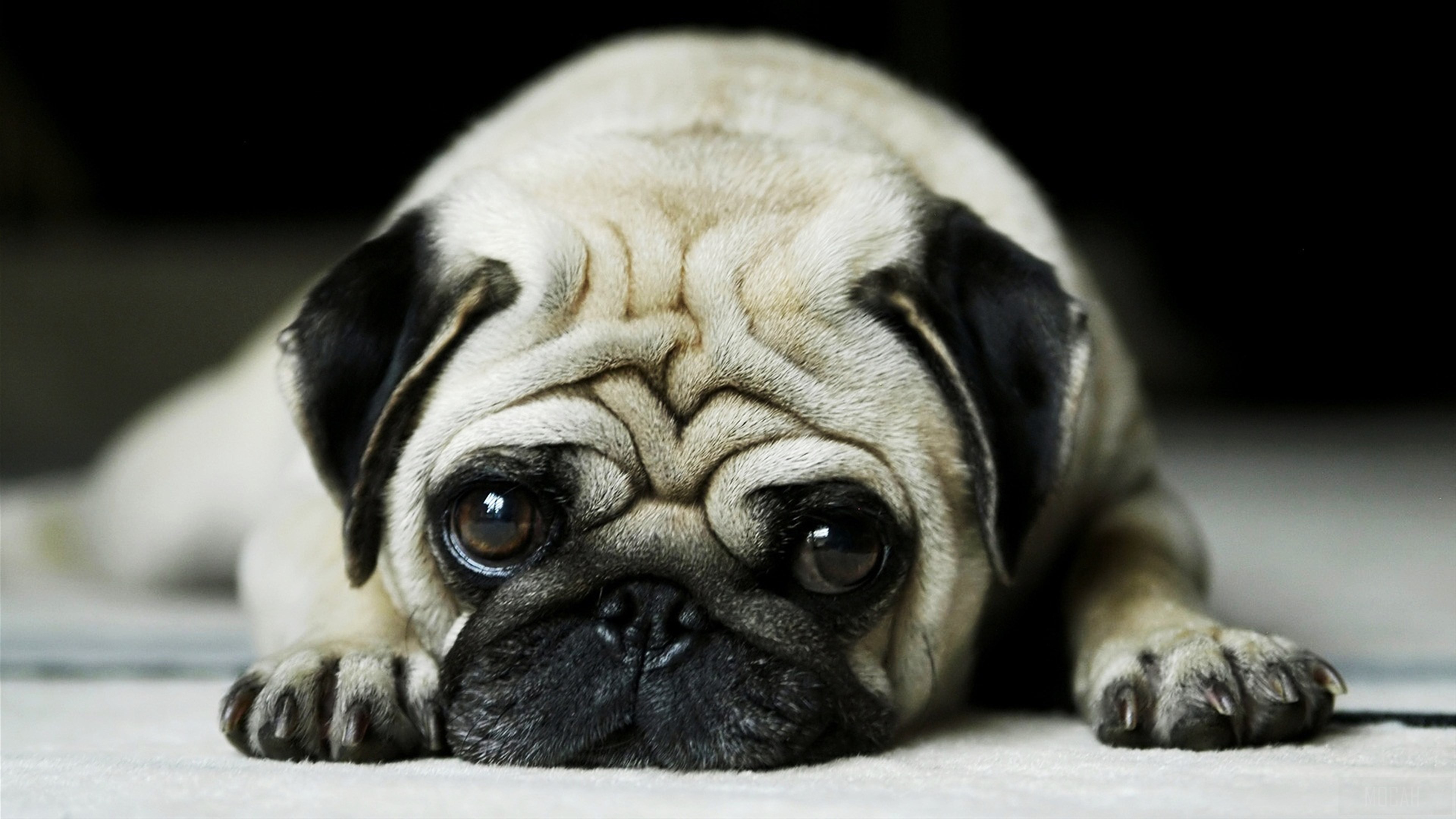Pug dog lying down HD Wallpaper
