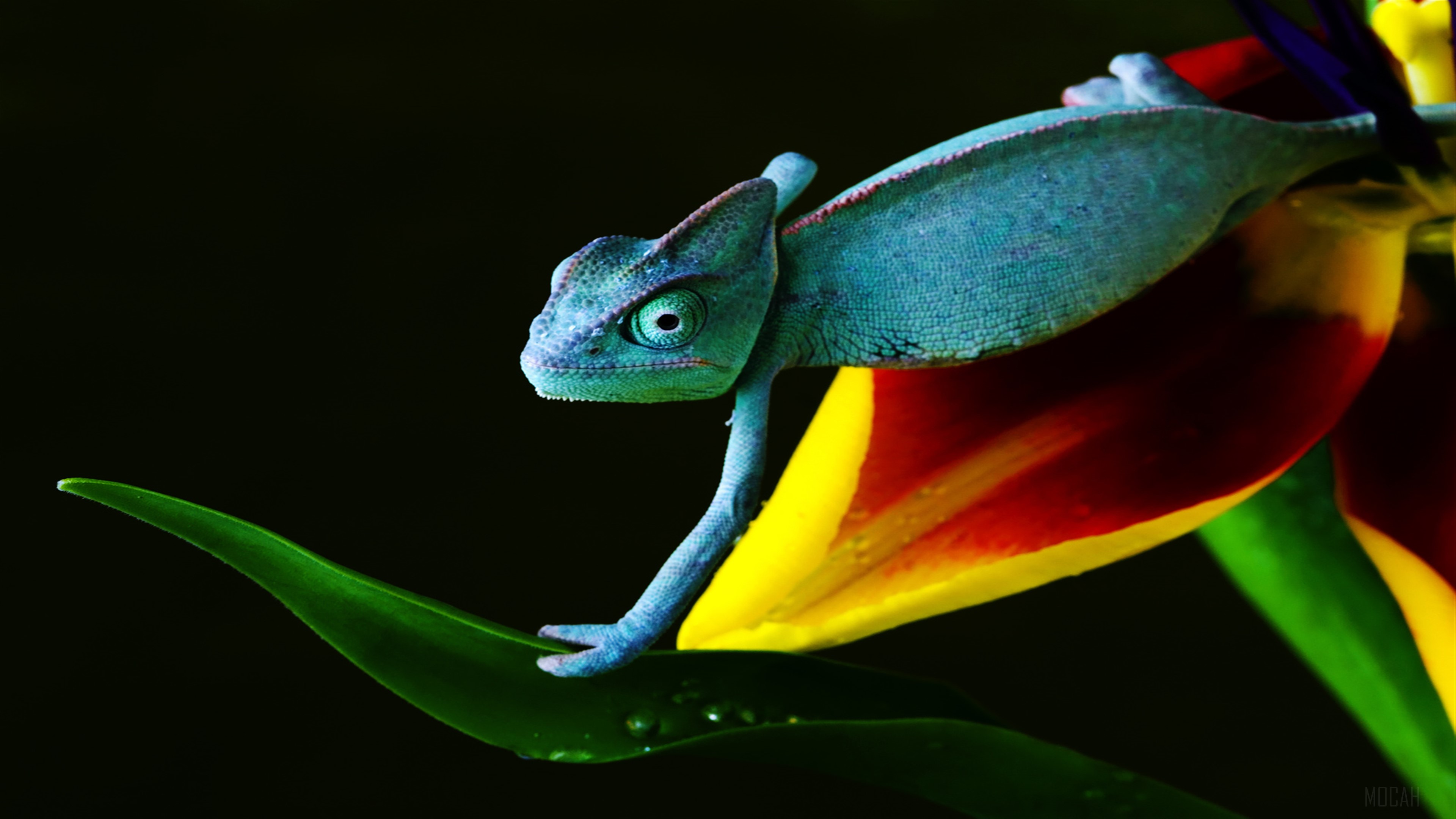 Blue Chameleon on a Colorful Flower HD Wallpaper