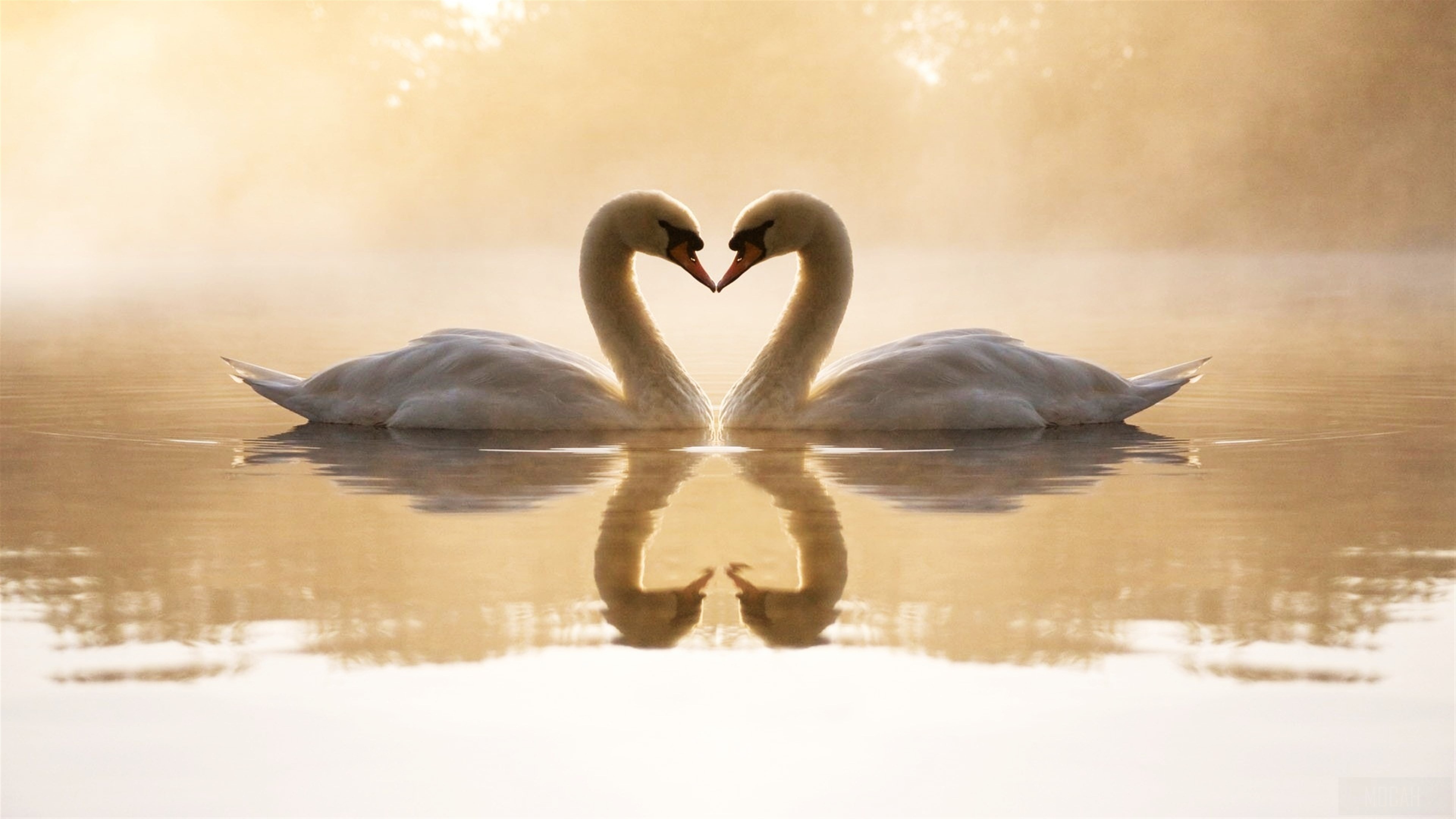 Loving Swans in Heart Shape 4K HD Wallpaper