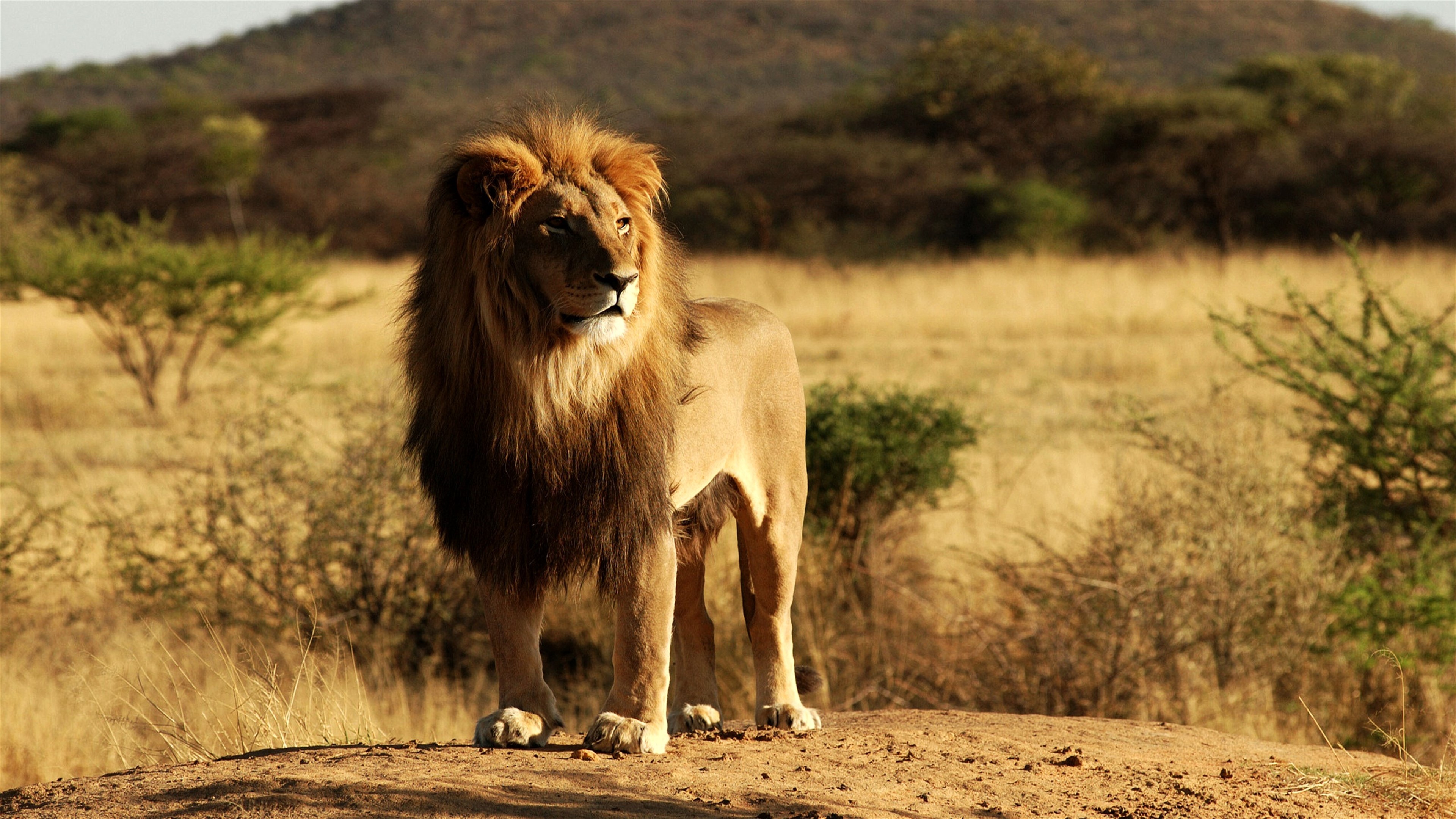King Lion HD Wallpaper