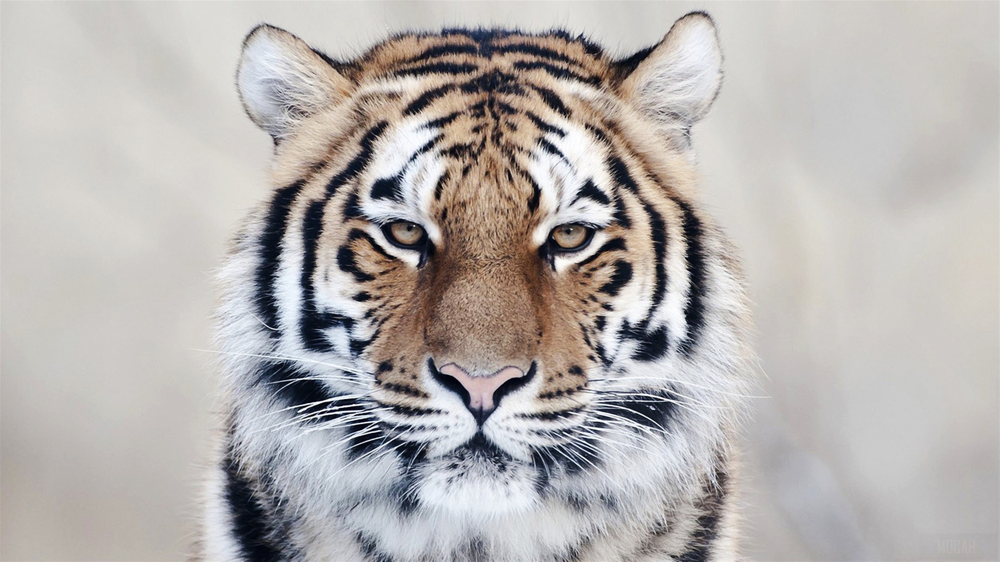 Tiger Close Up HD Wallpaper