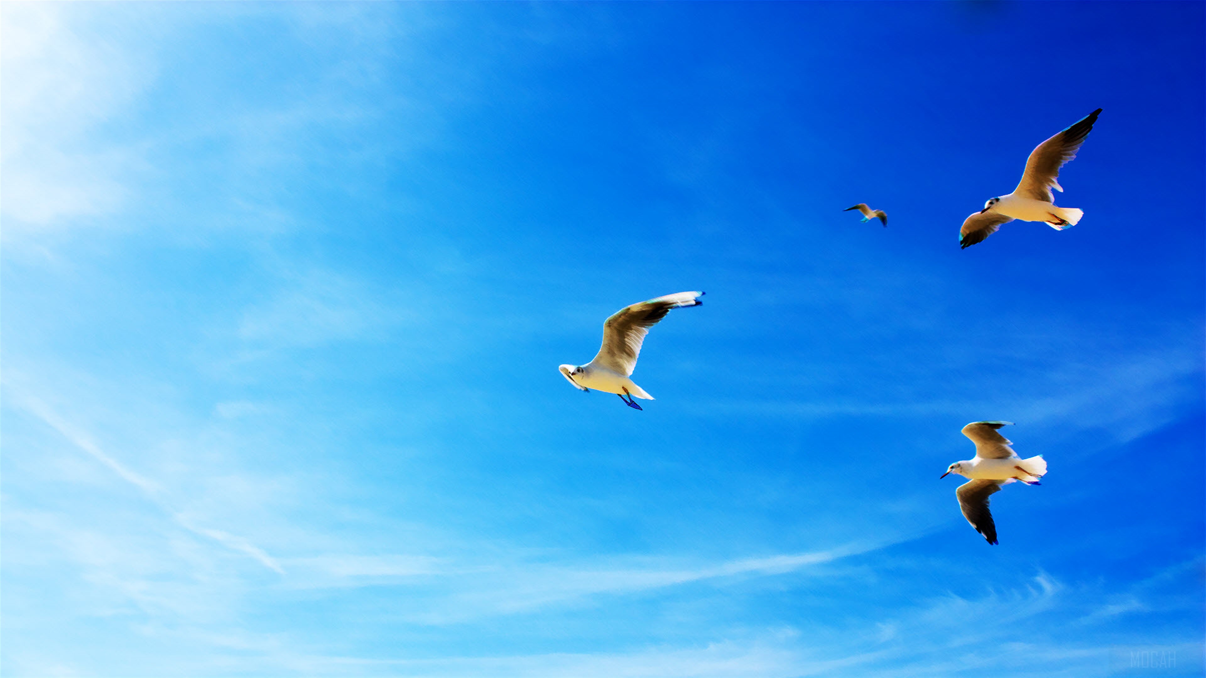 Seagulls in Flight HD Wallpaper