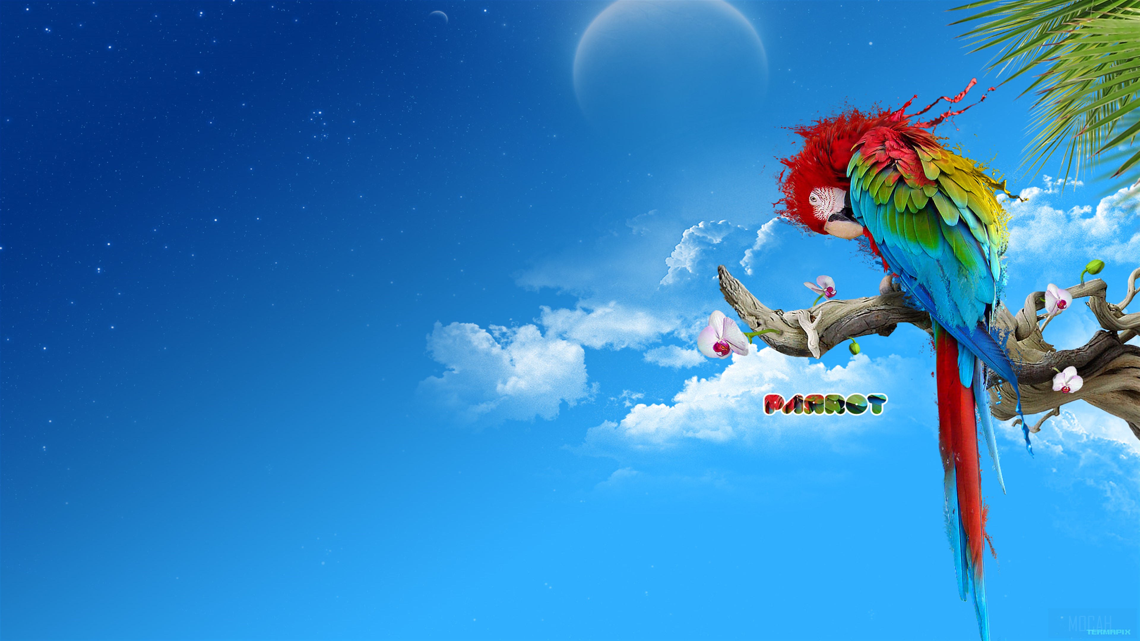 Parrot on a branch with clouds and moon HD Wallpaper