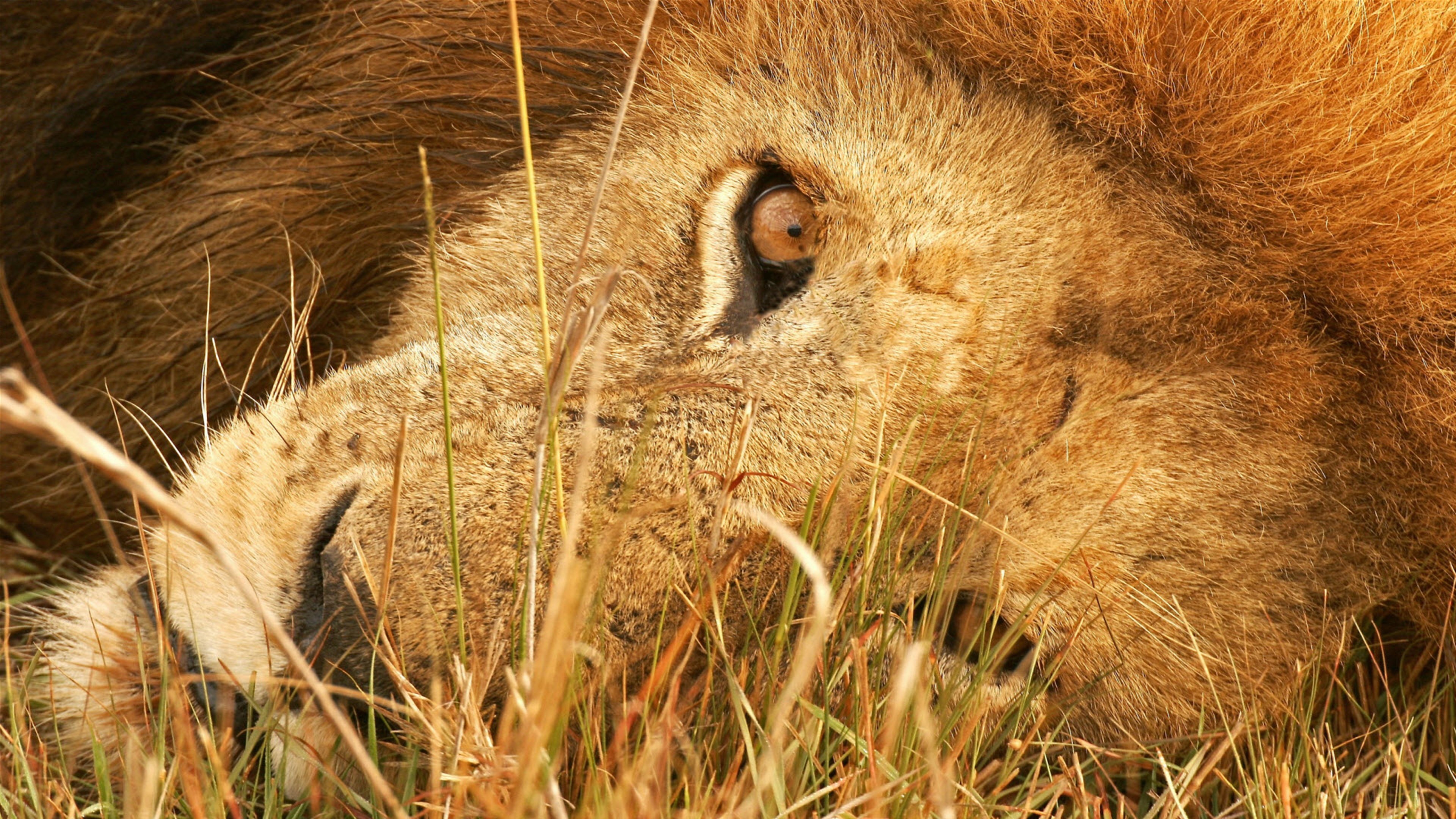 The Eye of Lion HD Wallpaper