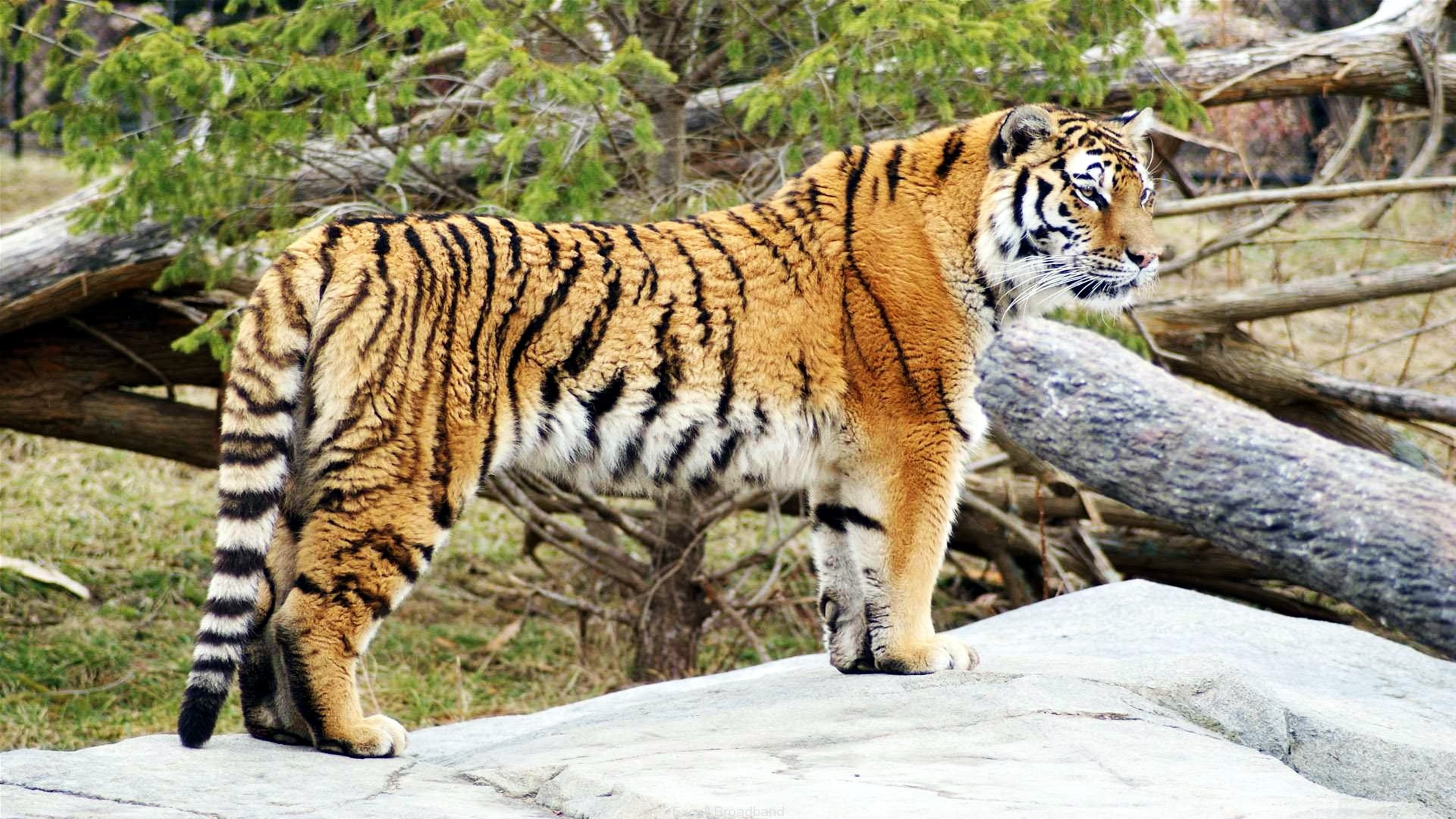 Tiger standing on a rock HD Wallpaper