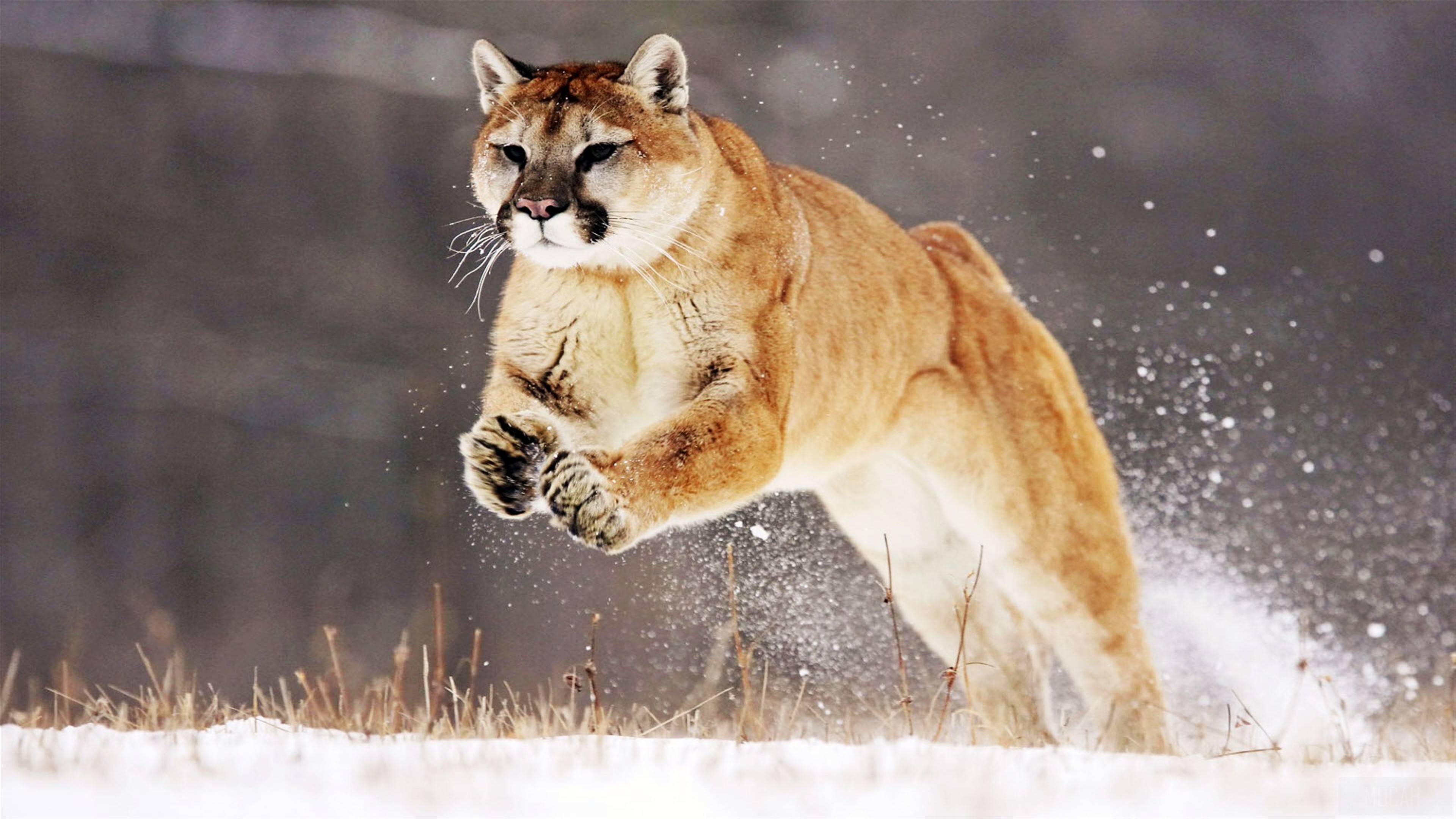Mountain Lion running in snow HD Wallpaper