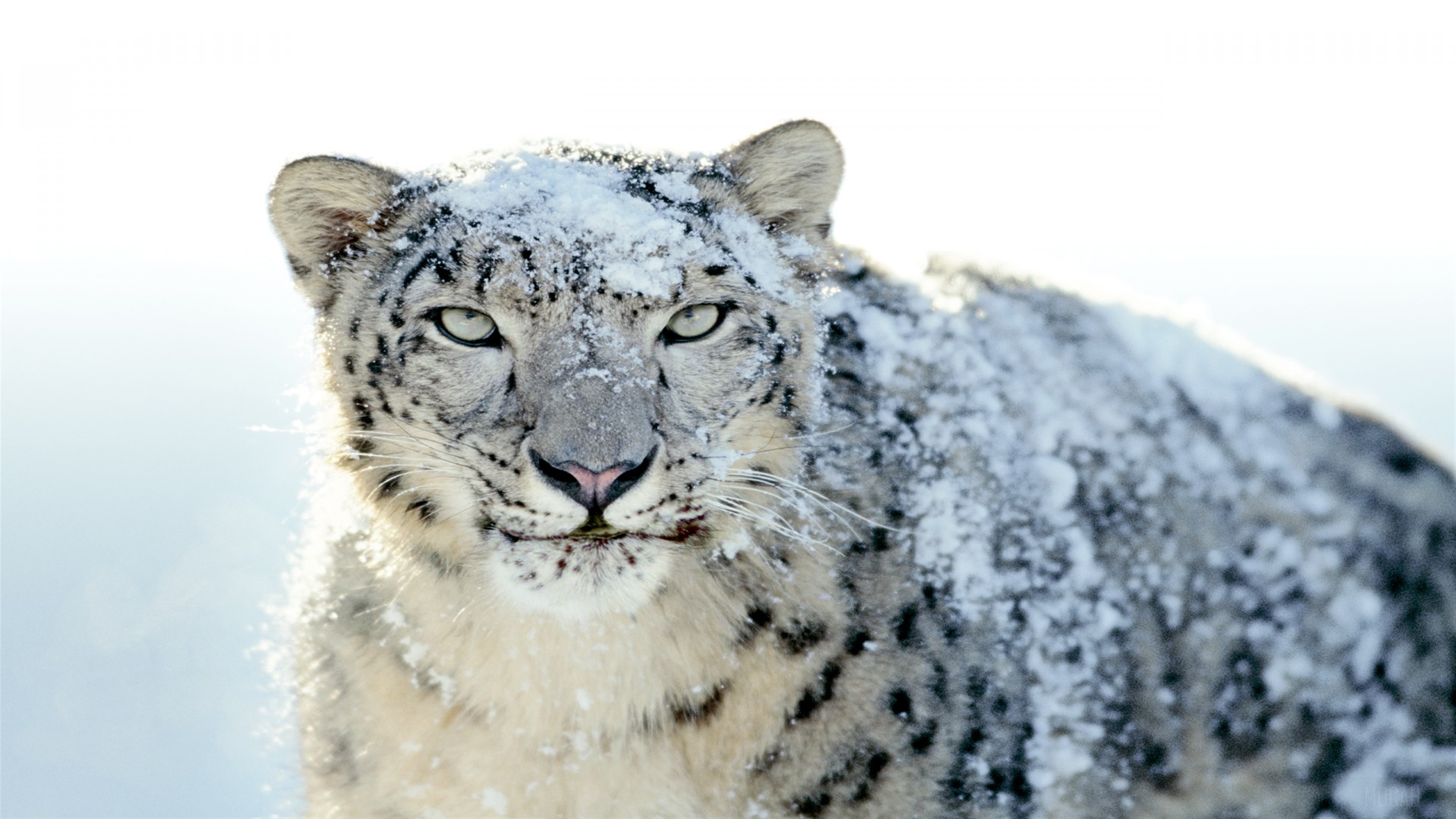 Snow Leopard Covered in Snow HD Wallpaper