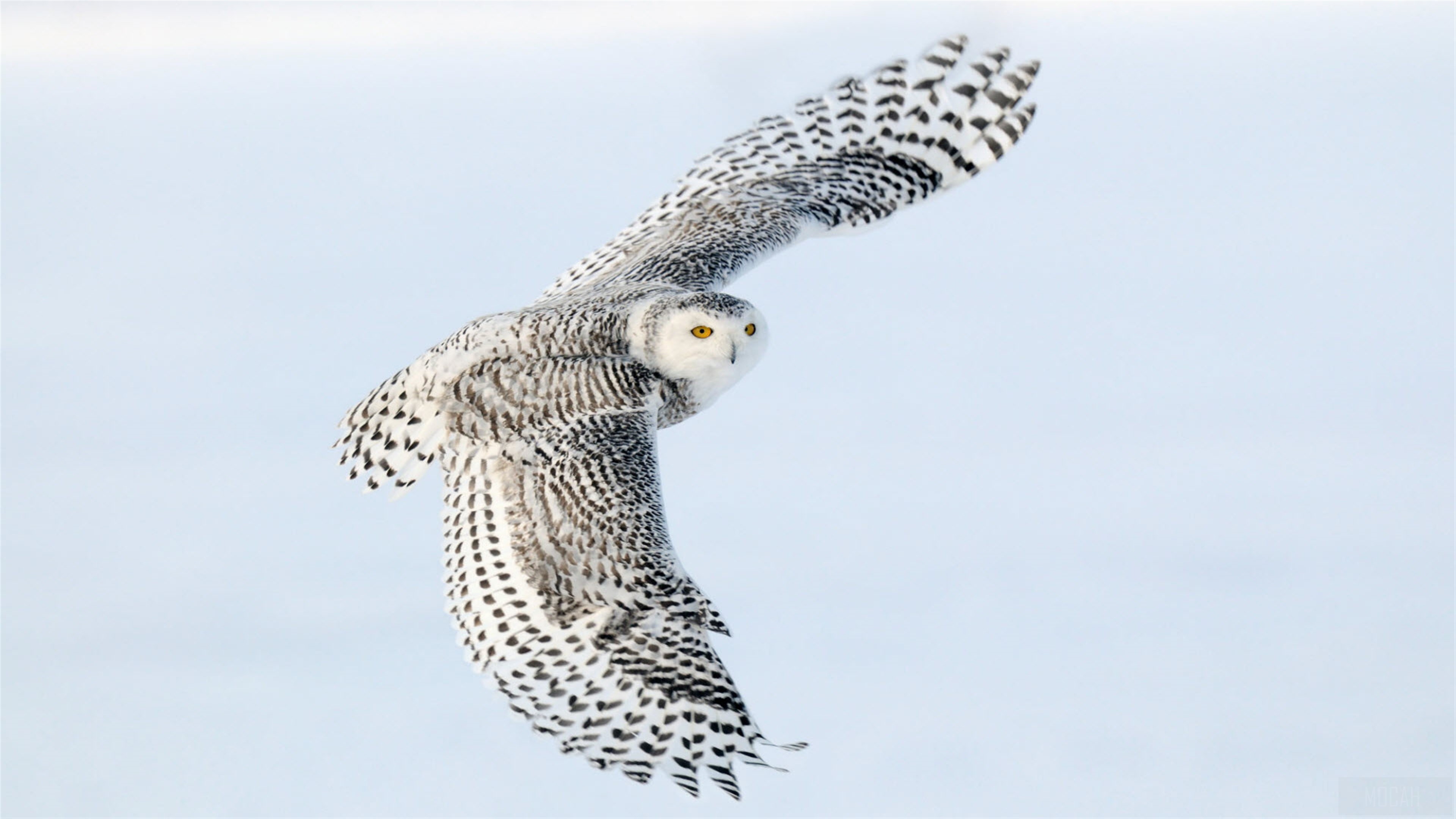 Snowy Owl in Flight HD Wallpaper