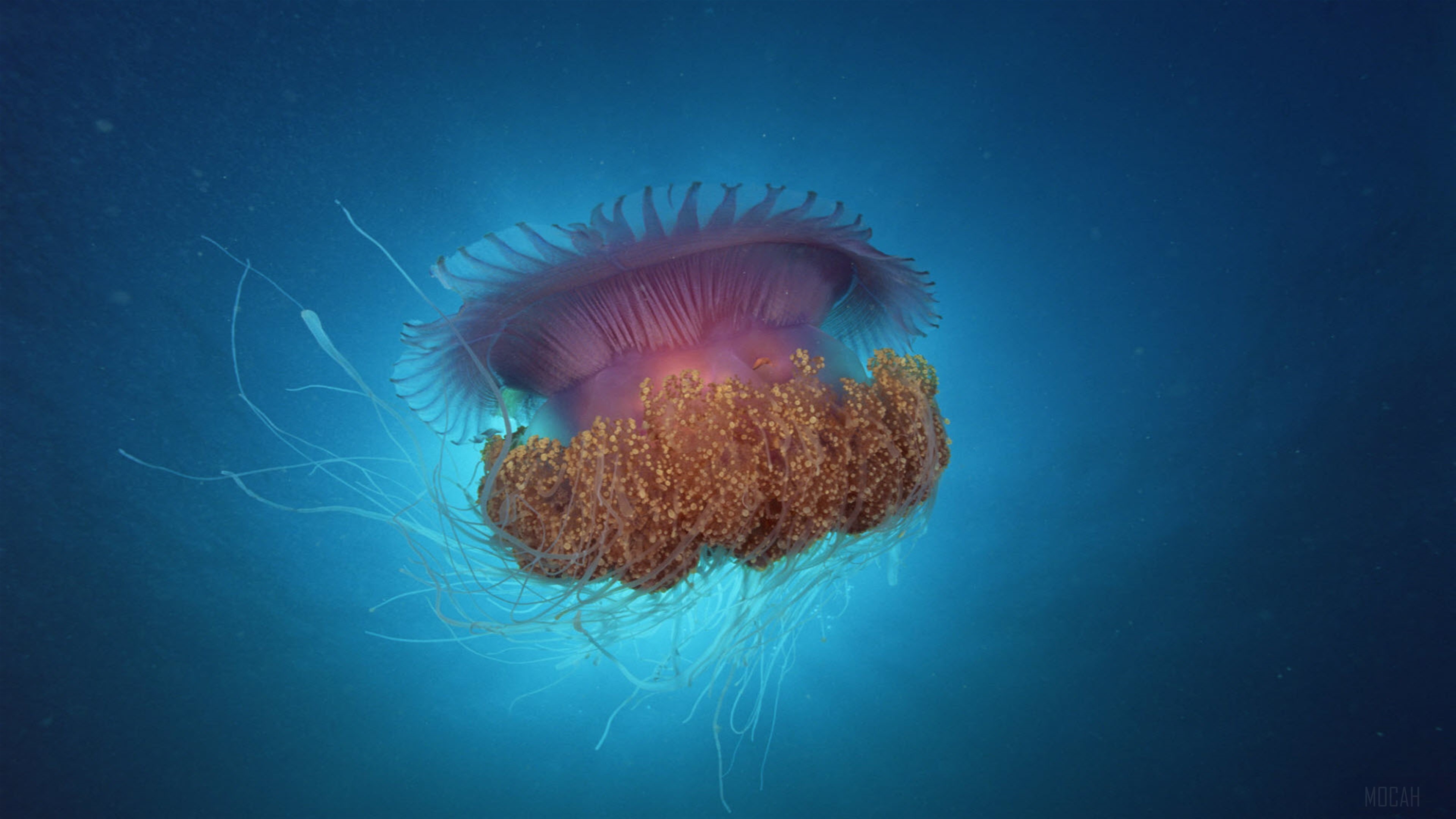 Lion's Mane Jellyfish Under Sea 4K HD Wallpaper