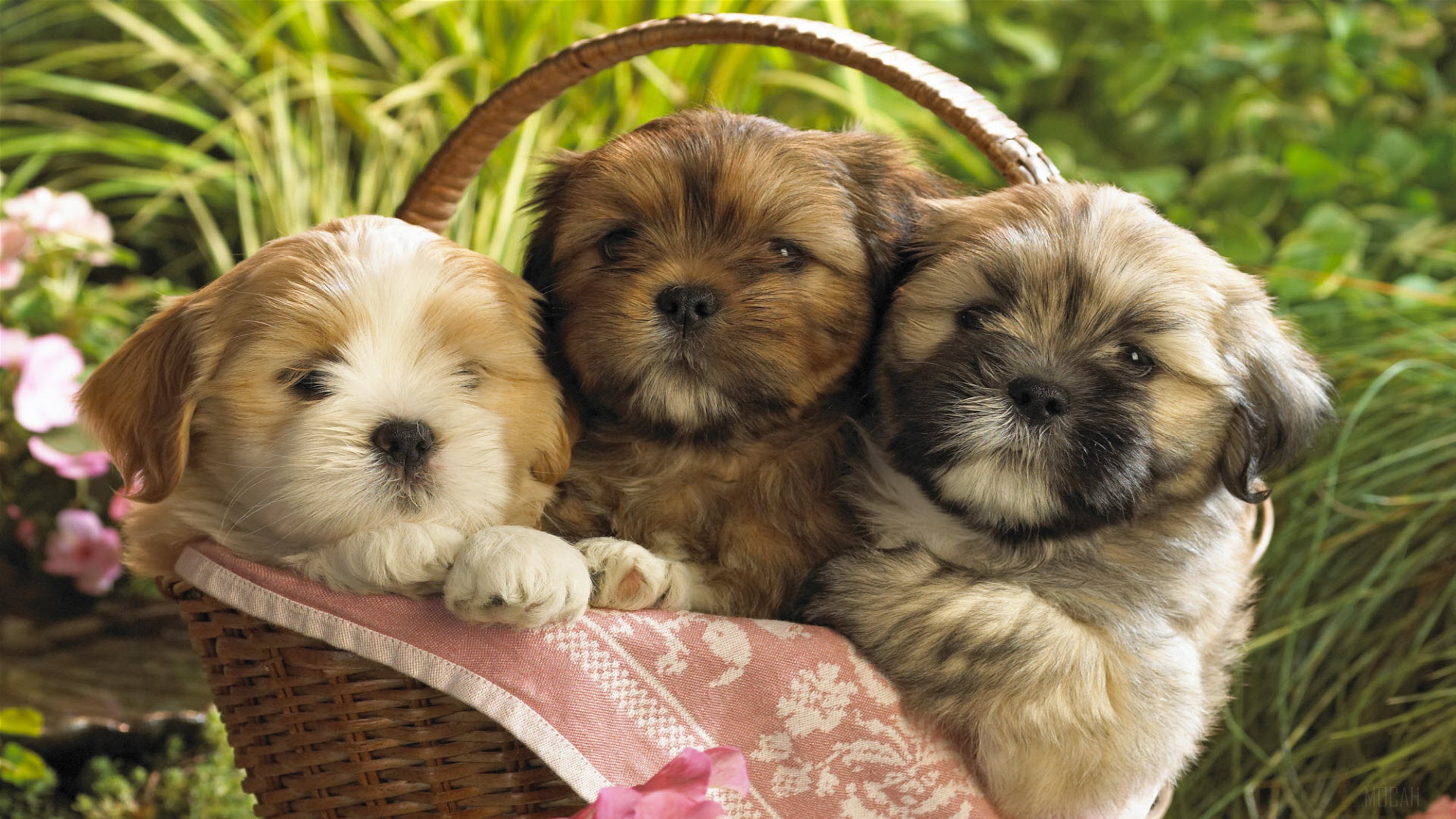 Three cute puppies in a basket 4K HD Wallpaper