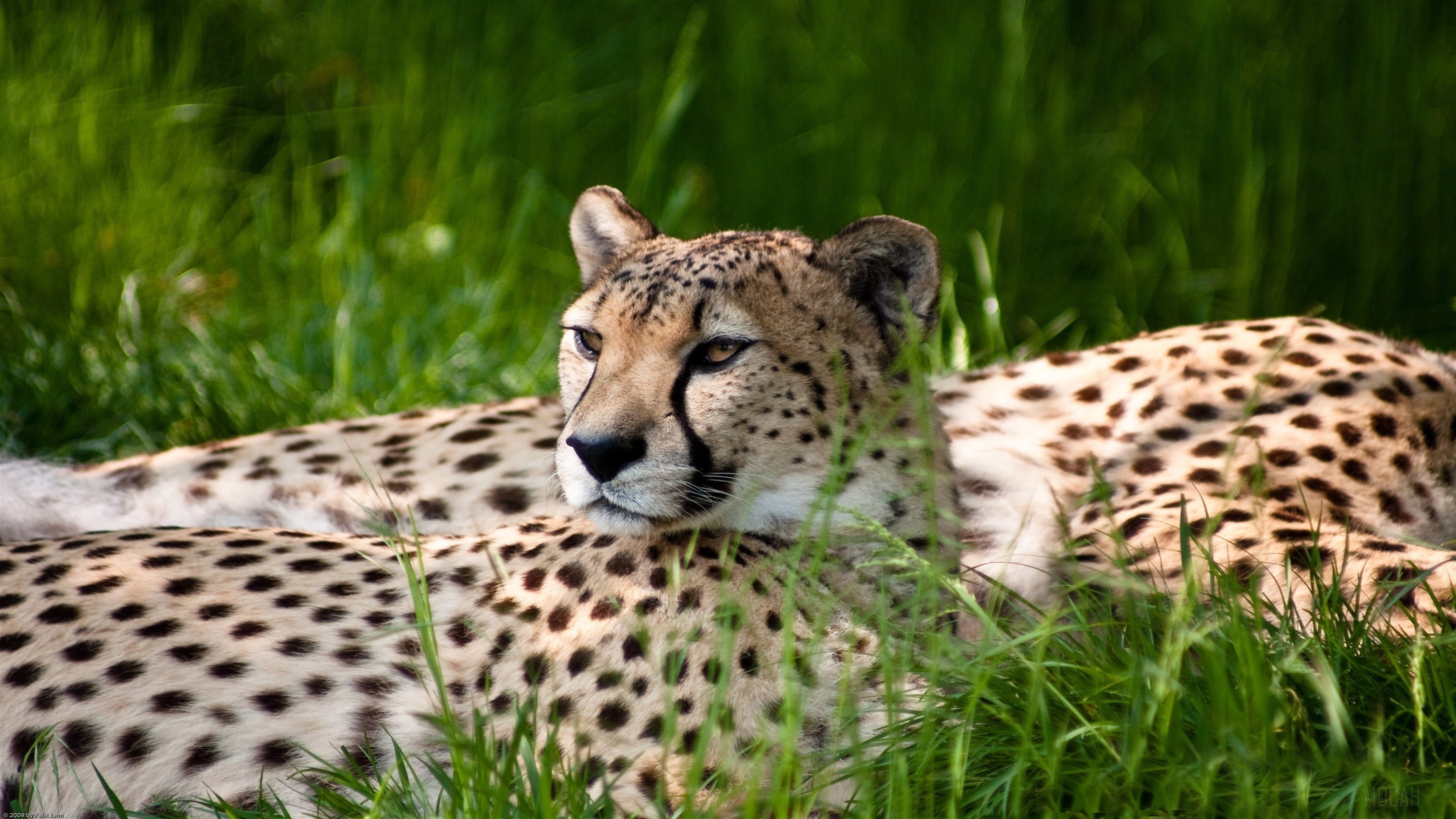 Cheetahs resting in grass HD Wallpaper