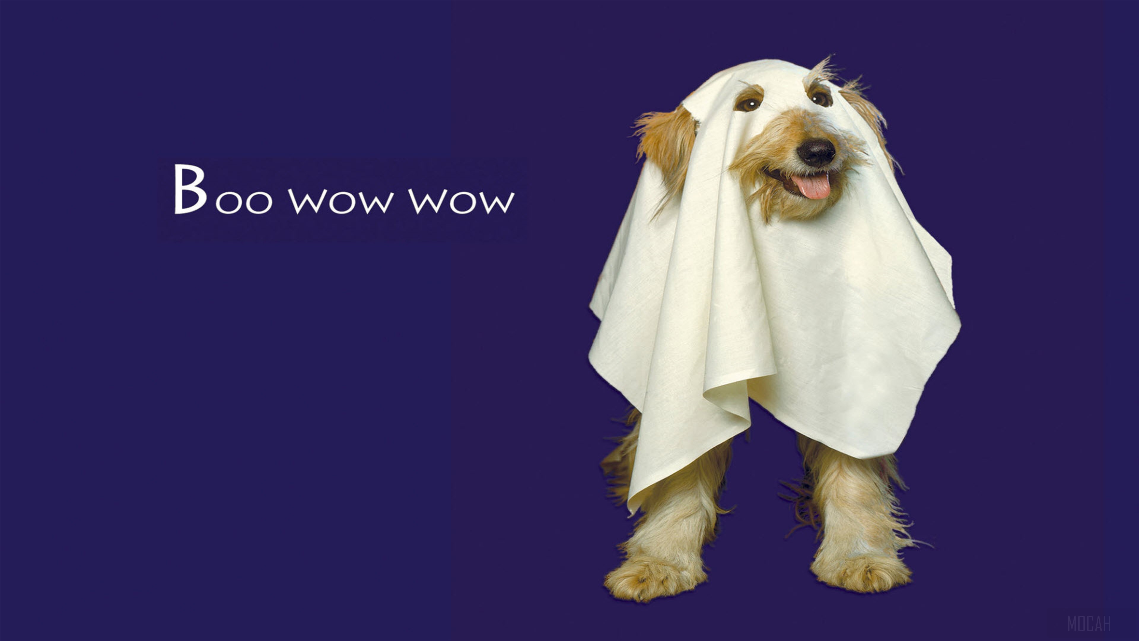 Dog dressed as a ghost saying Boo Wow Wow 4K HD Wallpaper