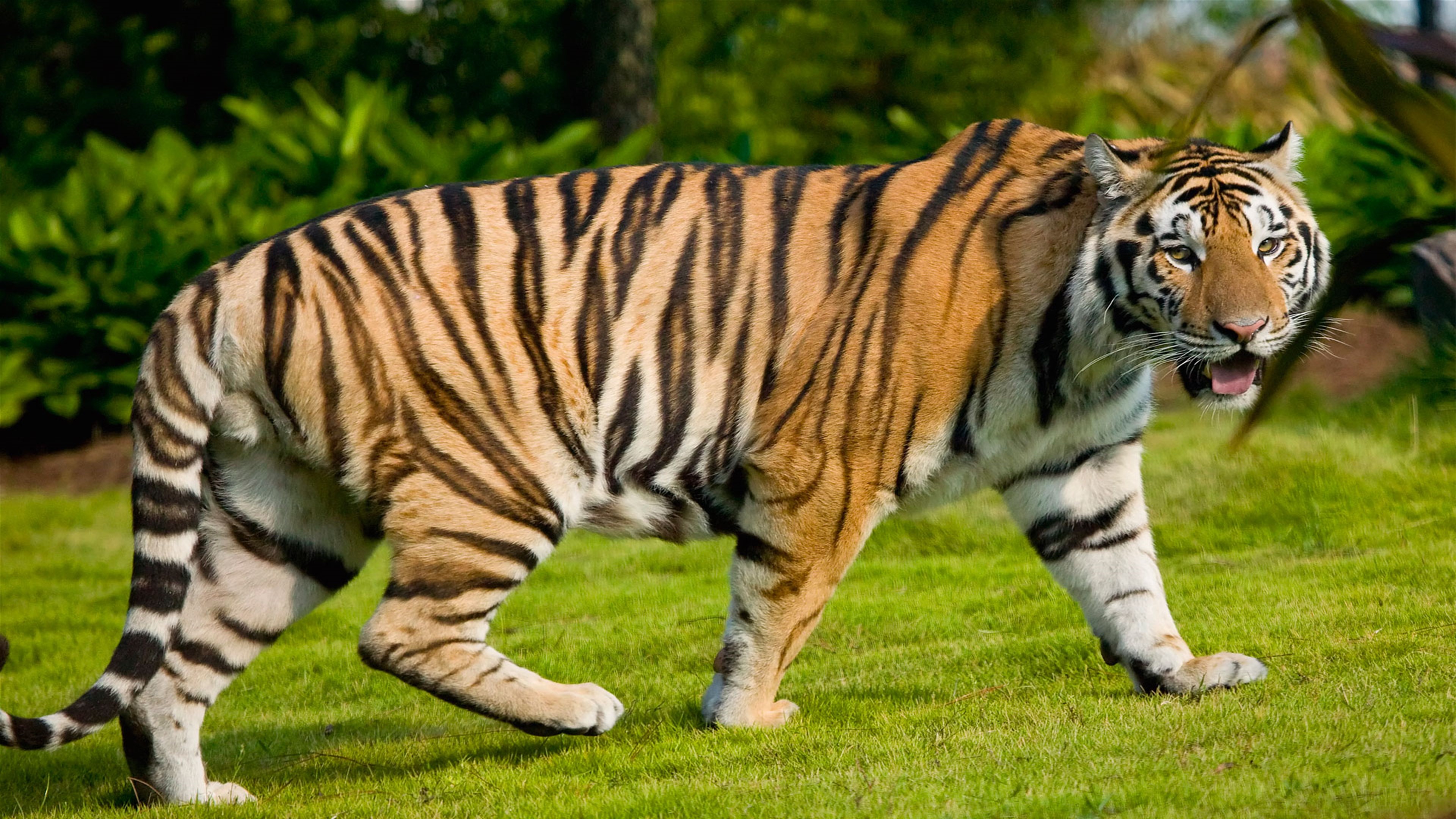 Tiger walking on grass HD Wallpaper