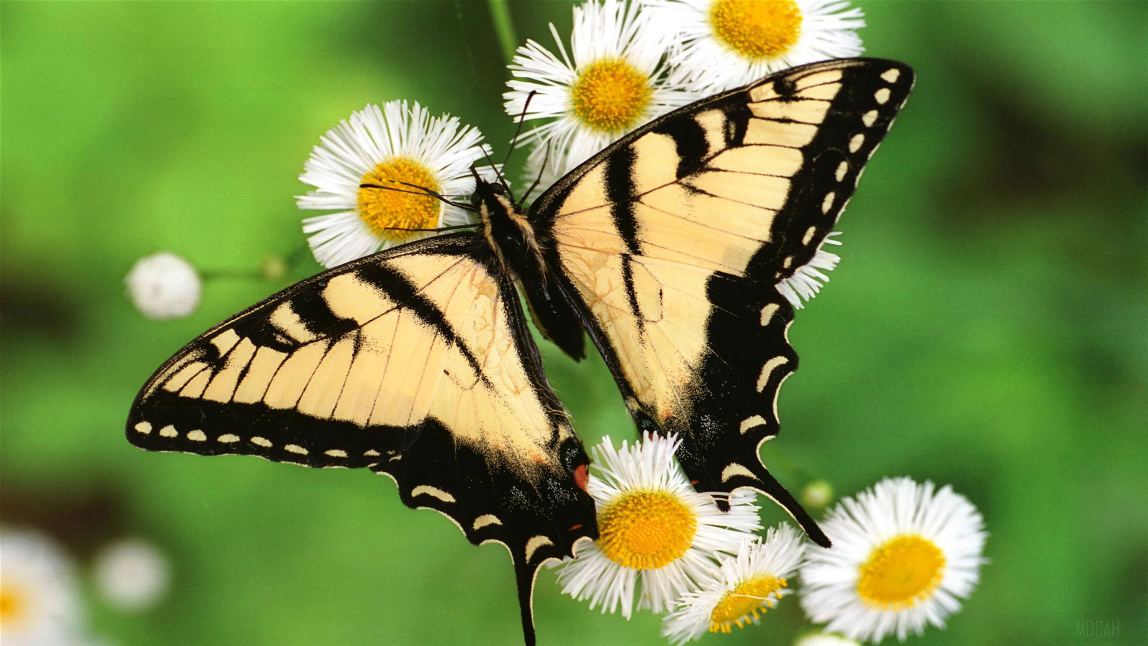 Tiger Swallowtail Butterfly on Daisies 4K HD Wallpaper