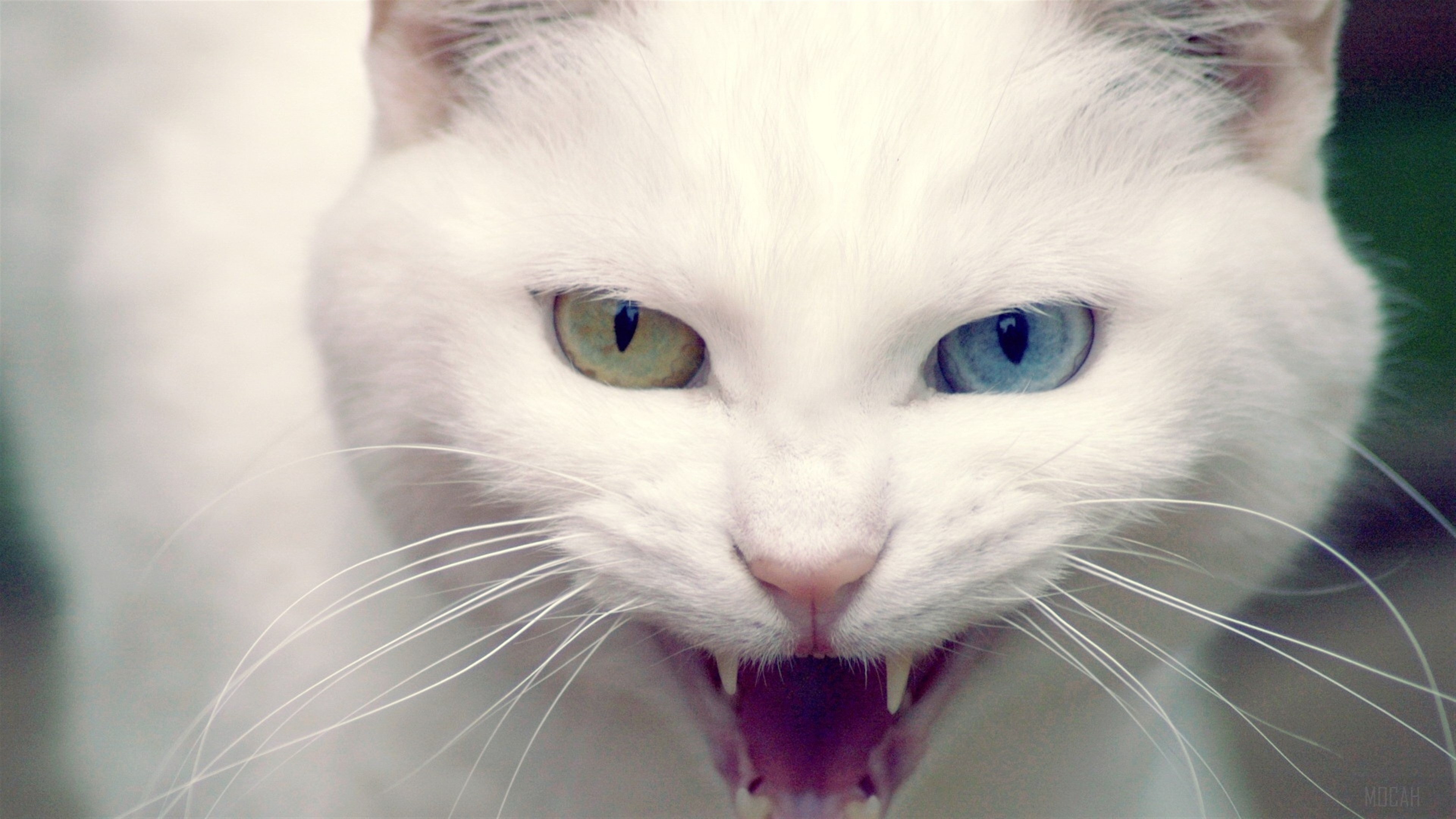 White Cat with Heterochromia HD Wallpaper