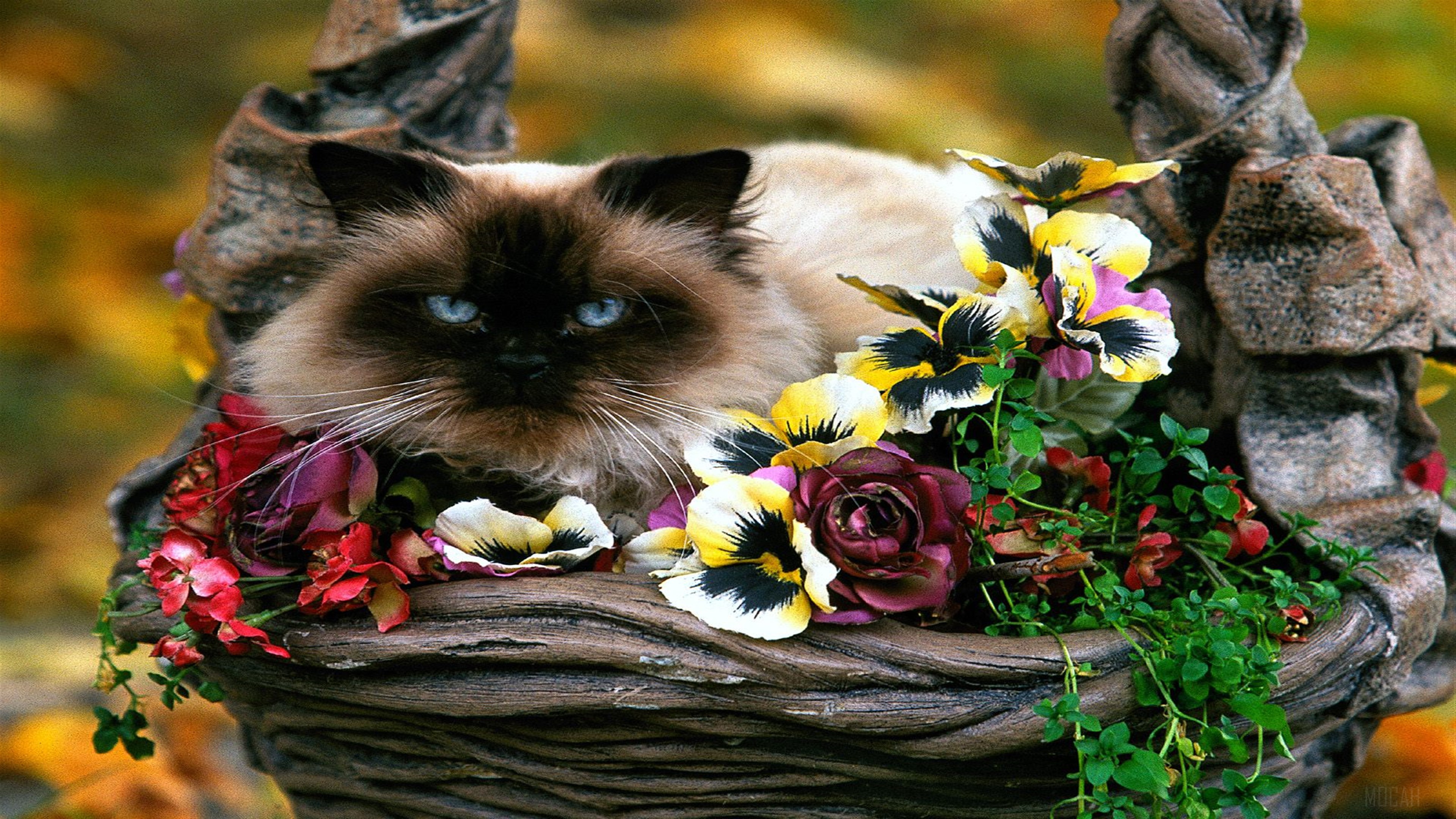 Himalayan cat in a basket with flowers 4K HD Wallpaper