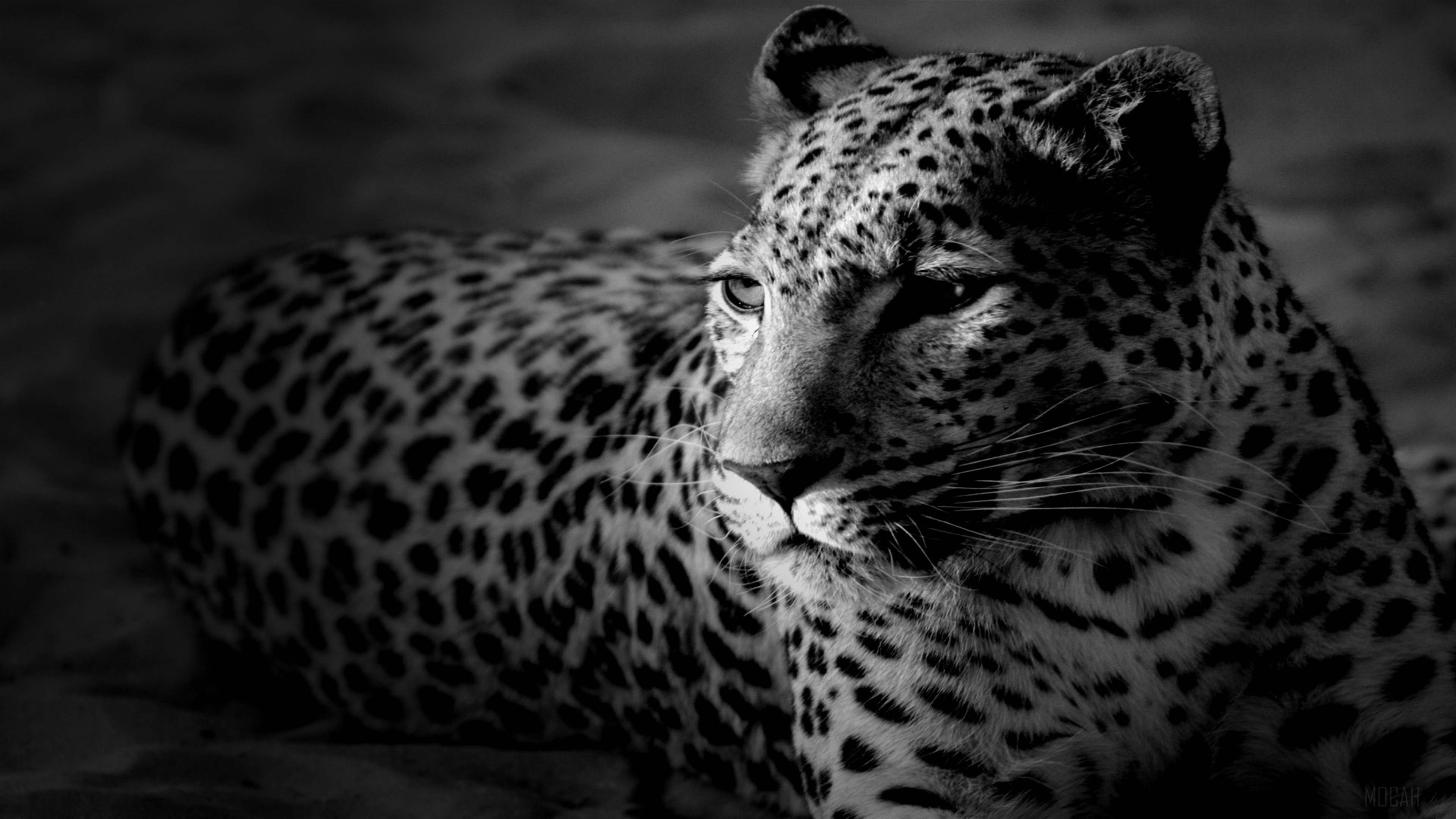 Black and White Leopard Portrait 4K HD Wallpaper