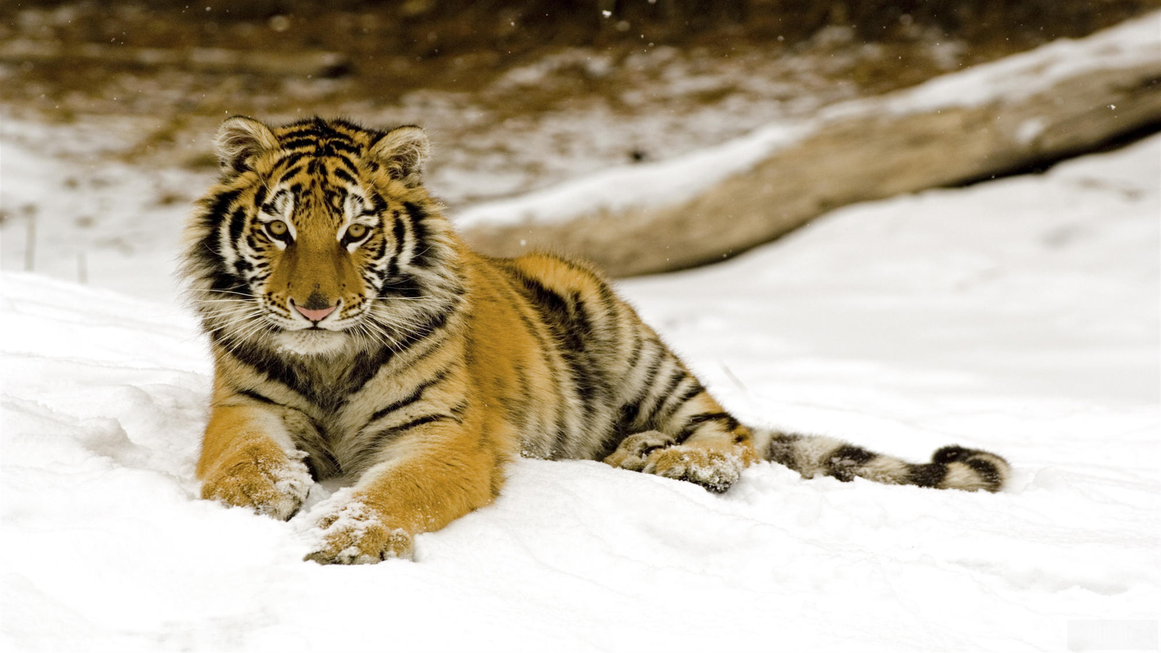 Tiger in the Snow 4K HD Wallpaper