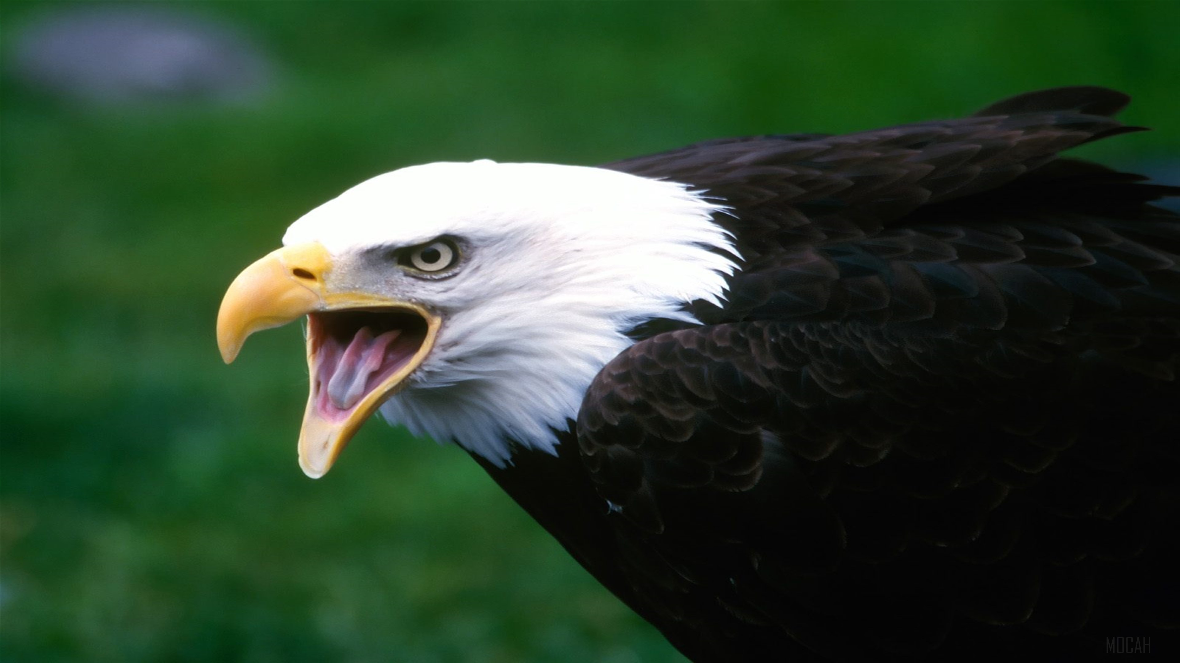 Screaming Bald Eagle 4K HD Wallpaper
