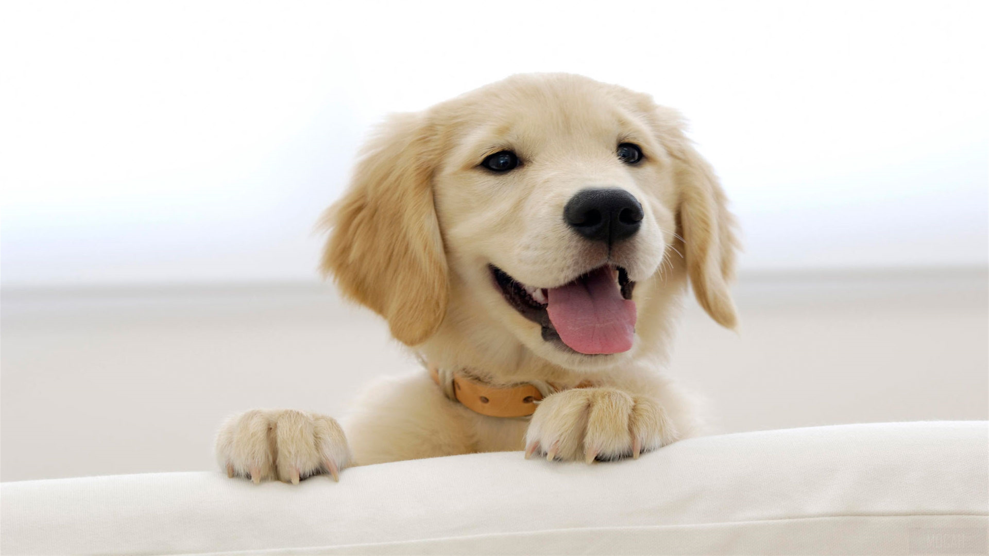 Golden Retriever Puppy HD Wallpaper