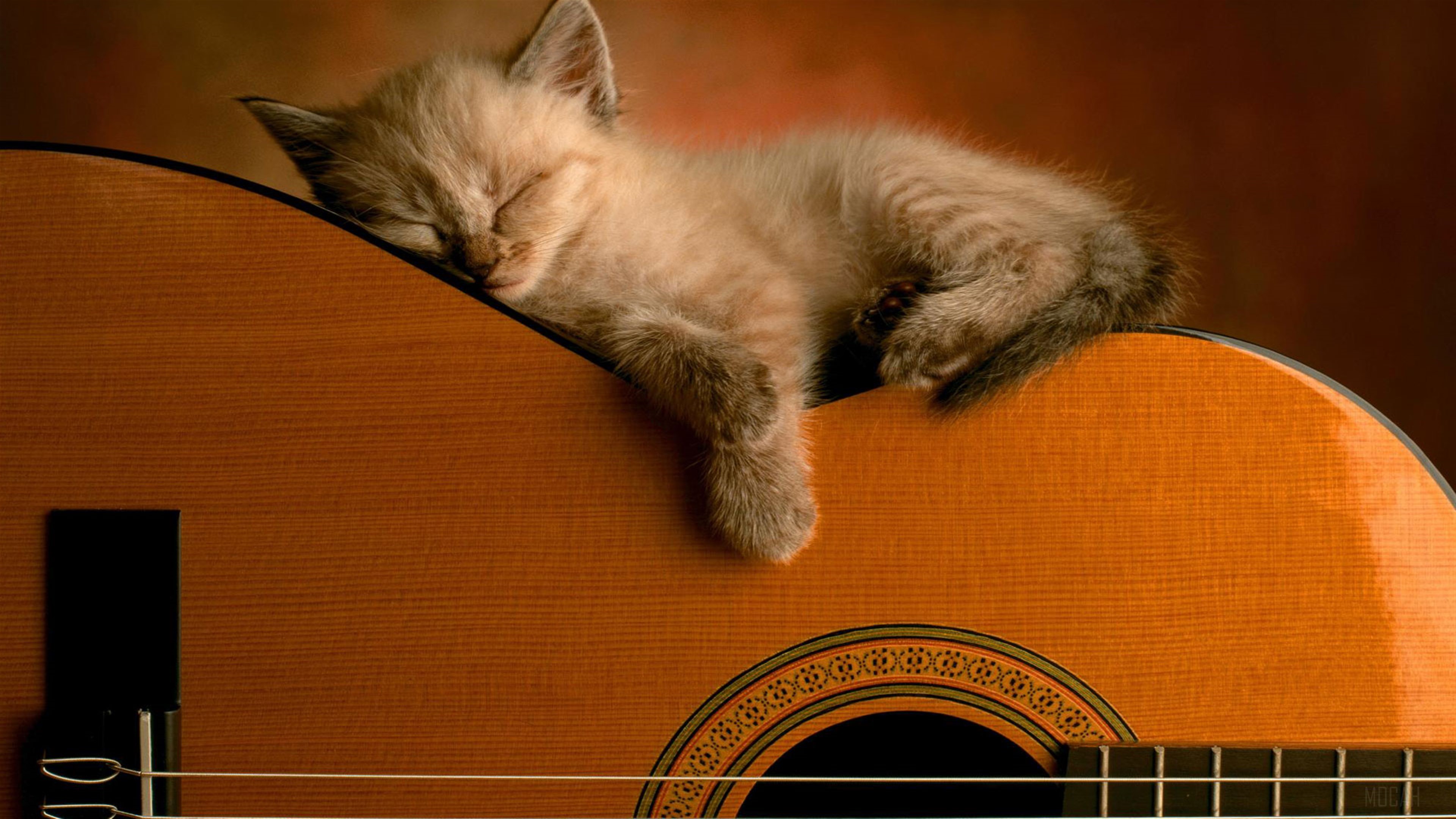 Kitten Sleeping on a Guitar 4K HD Wallpaper