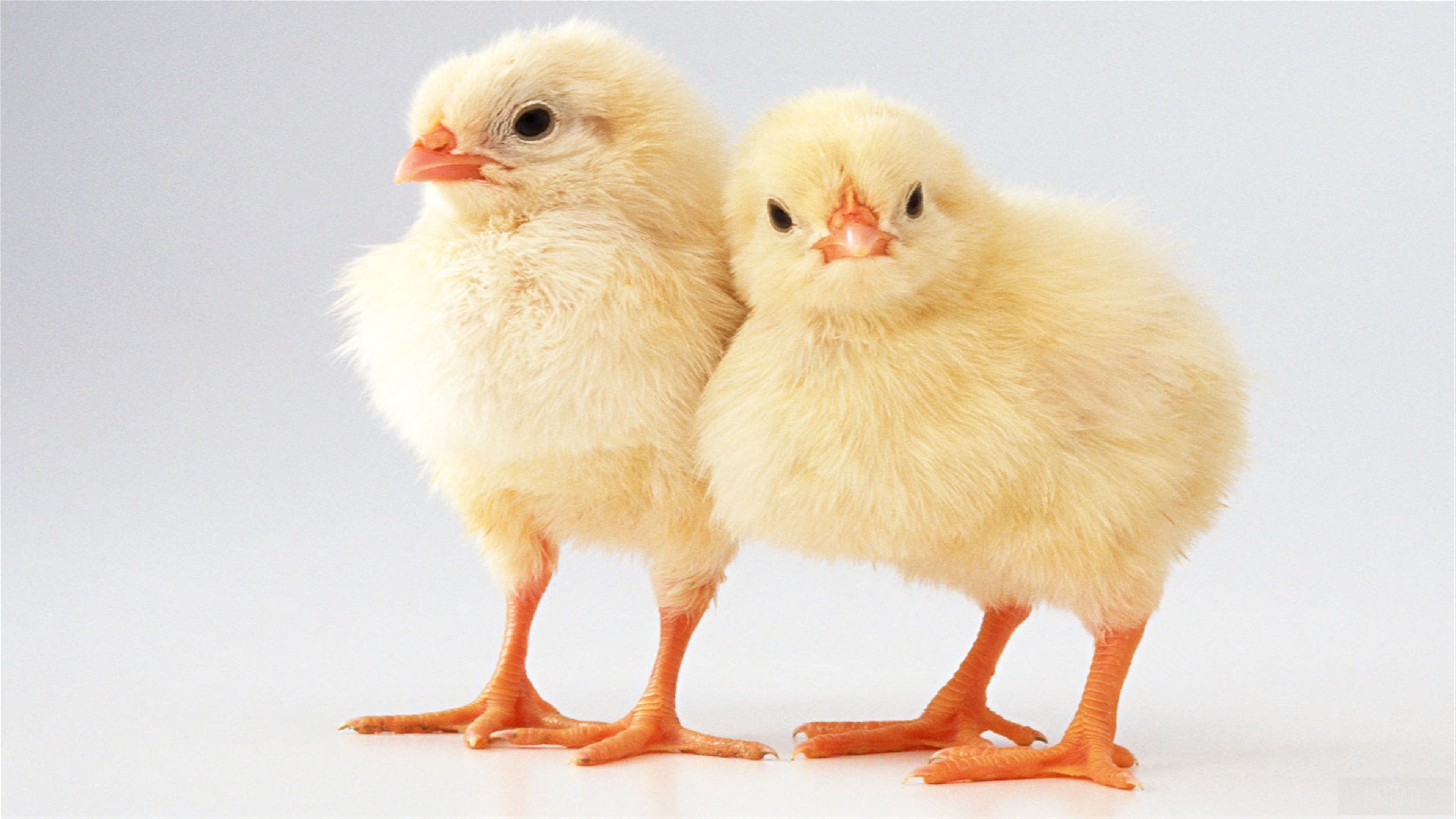 Two Chicks Me and My Brother 4K HD Wallpaper