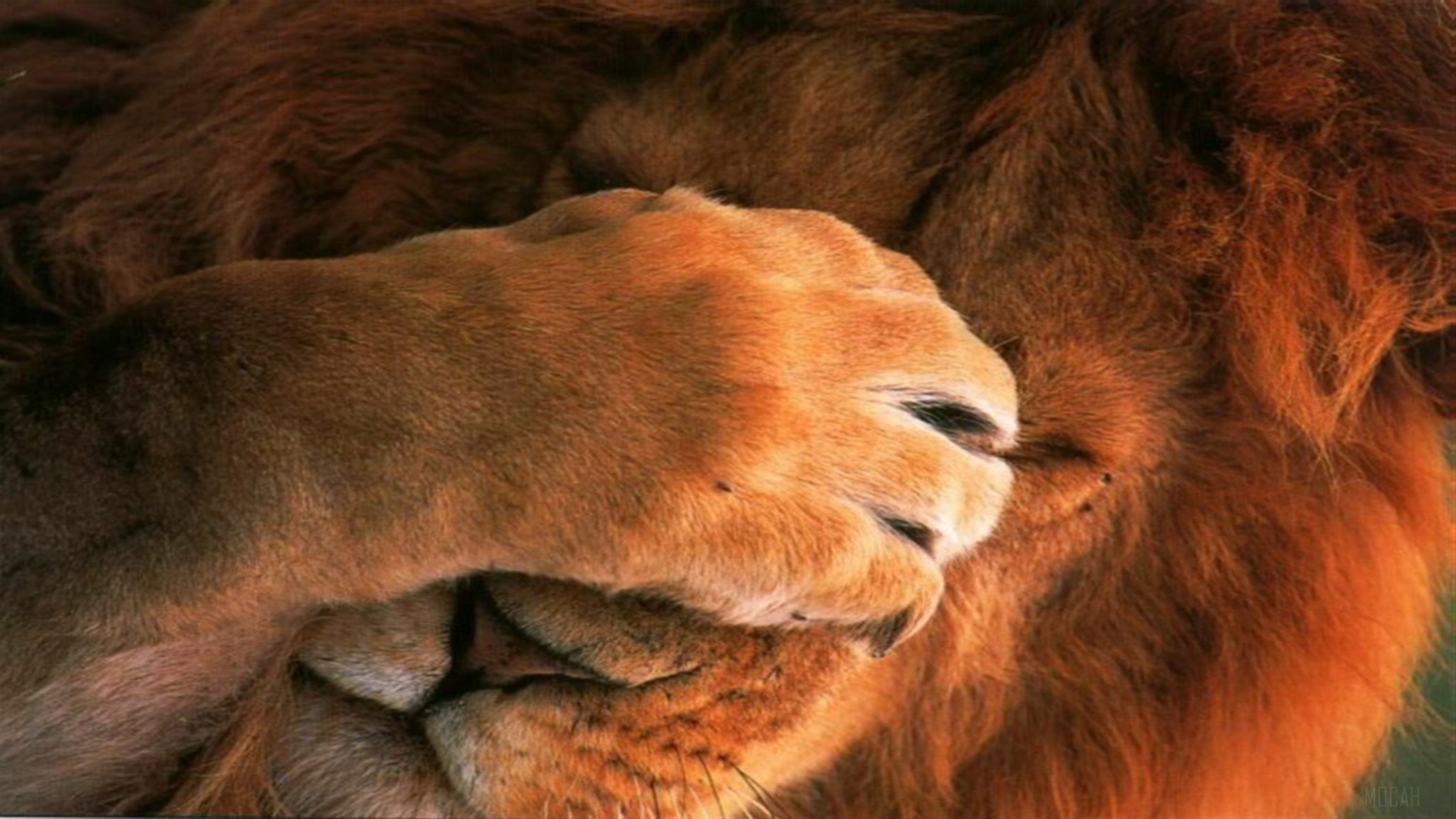 The Lion HD Wallpaper