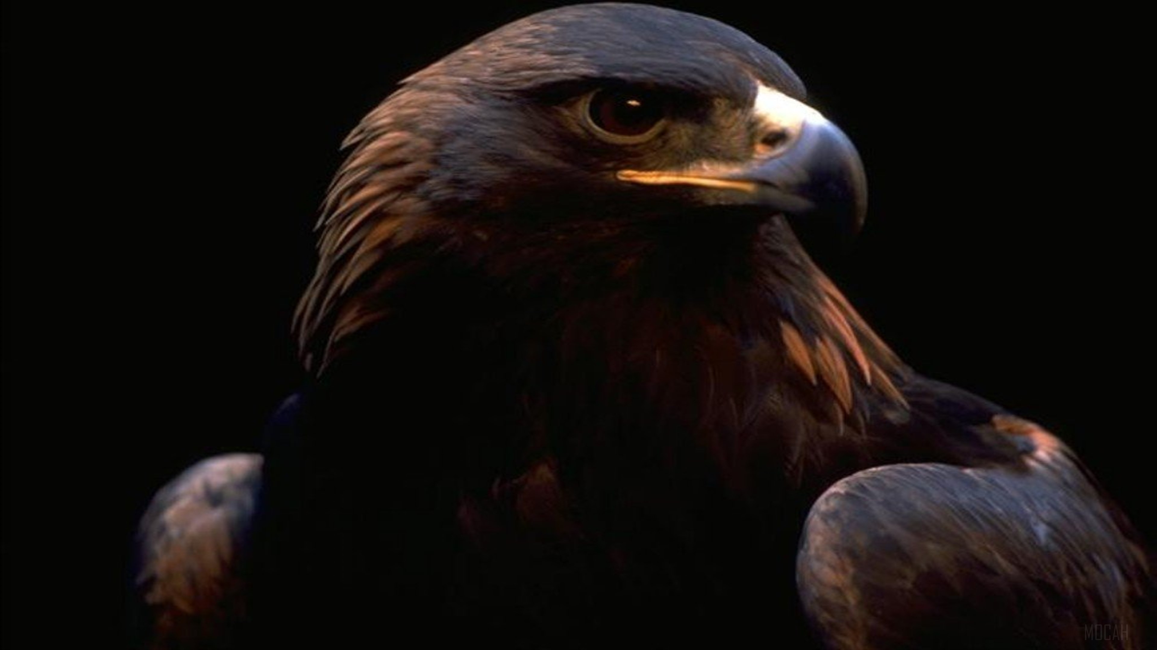 Golden Eagle close-up portrait HD Wallpaper