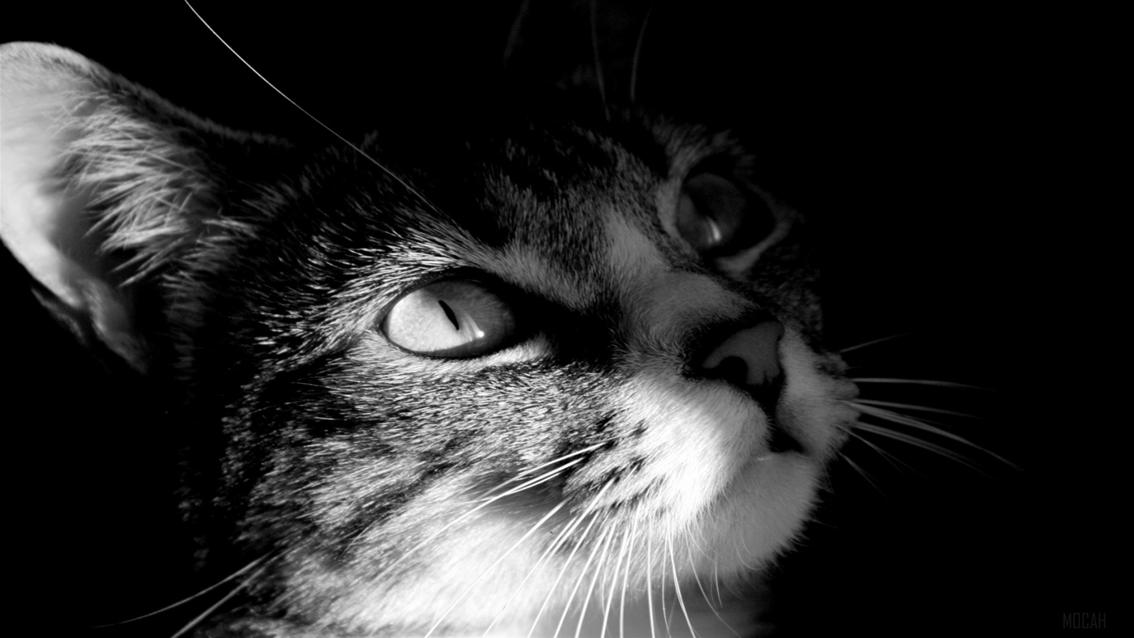 Close-up of a cat's face in darkness HD Wallpaper