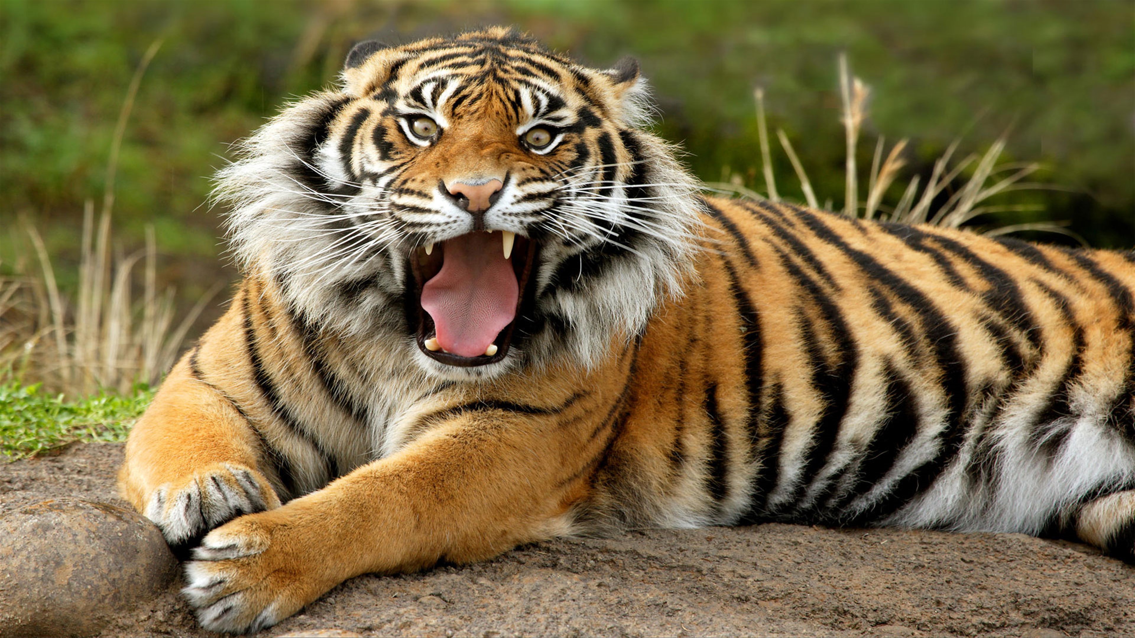 Sumatran Tiger Yawning 4K HD Wallpaper