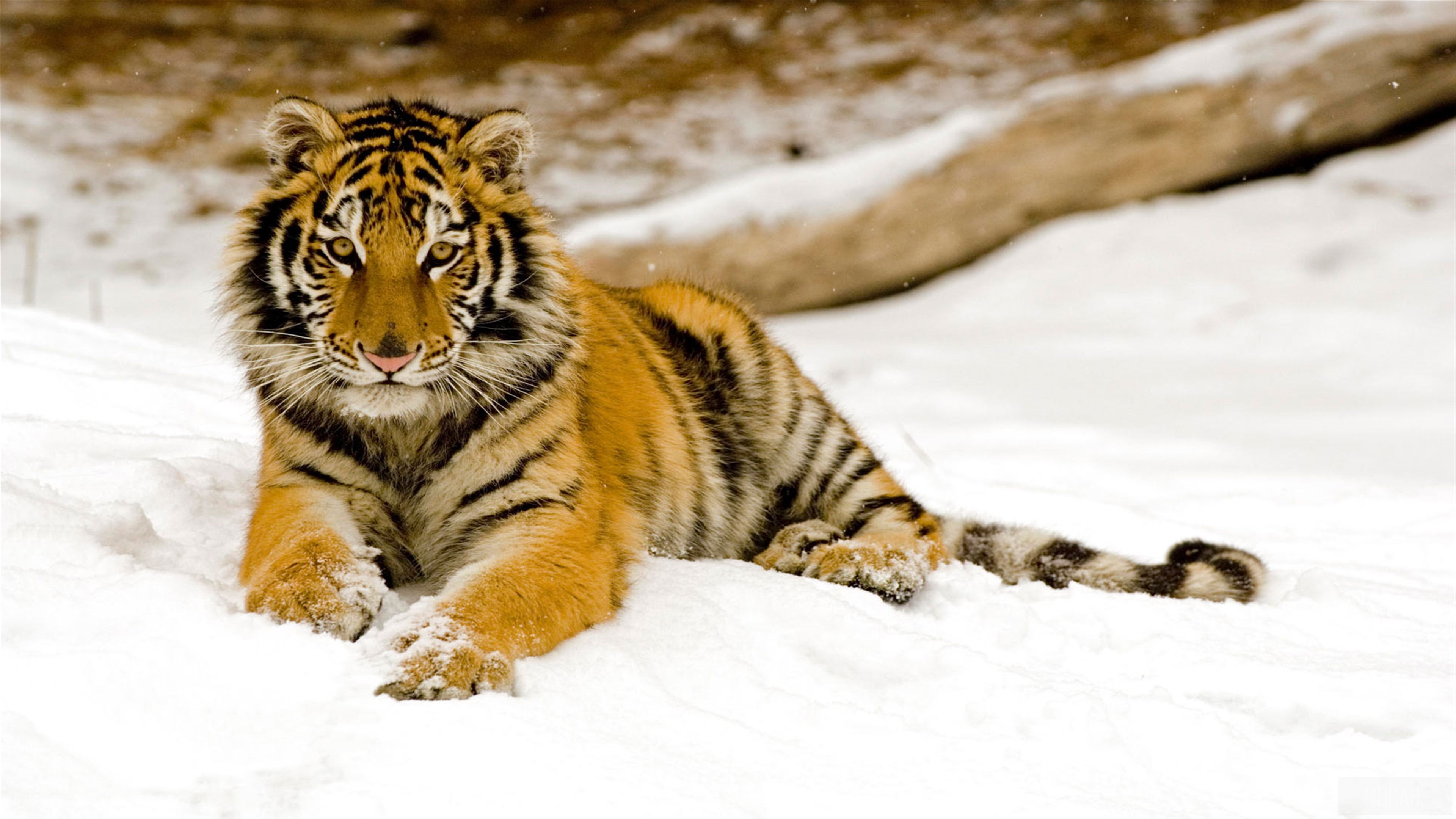 Tiger in the Snow HD Wallpaper