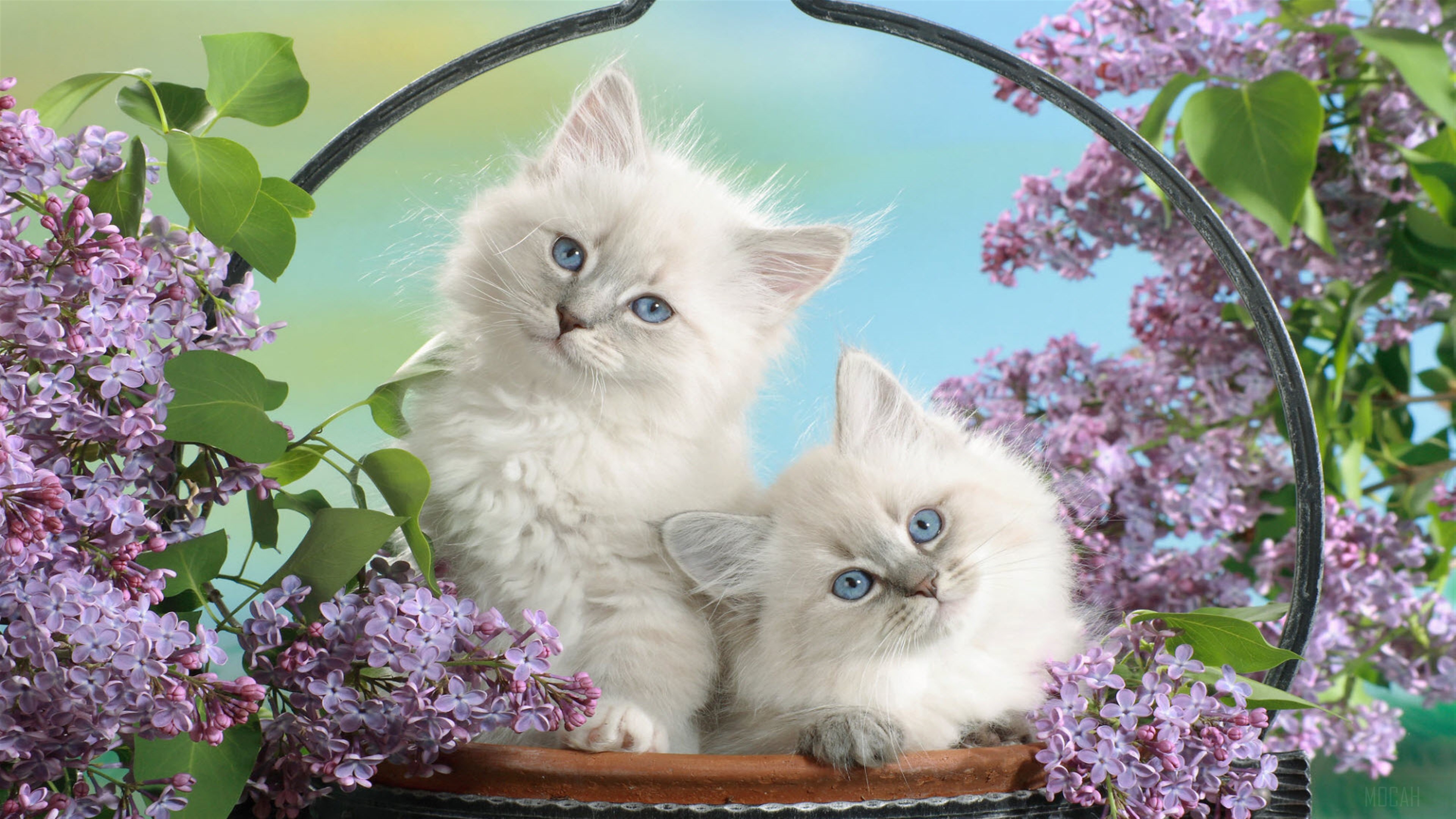 Two fluffy kittens with blue eyes among lilac blossoms 4K HD Wallpaper