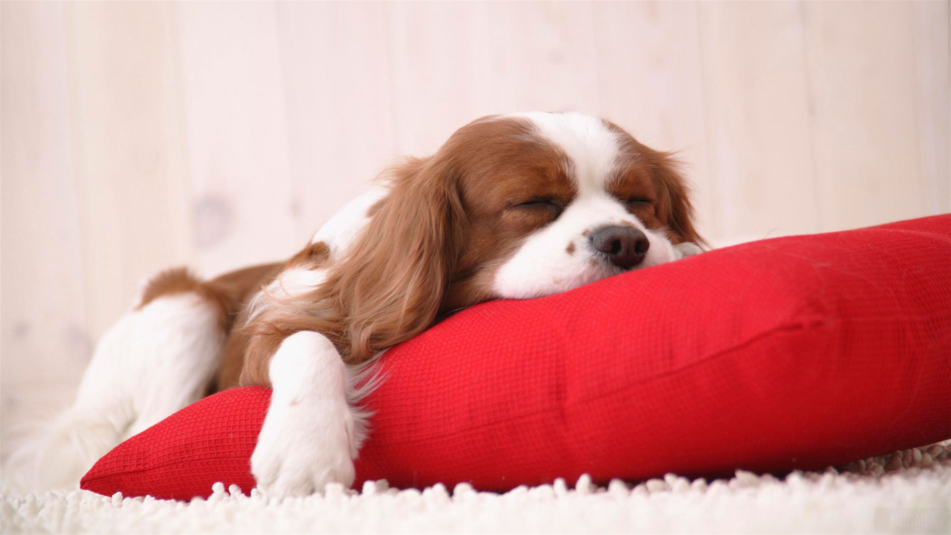 Cute Cavalier King Charles Spaniel Sleeping on Red Pillow 4K HD Wallpaper