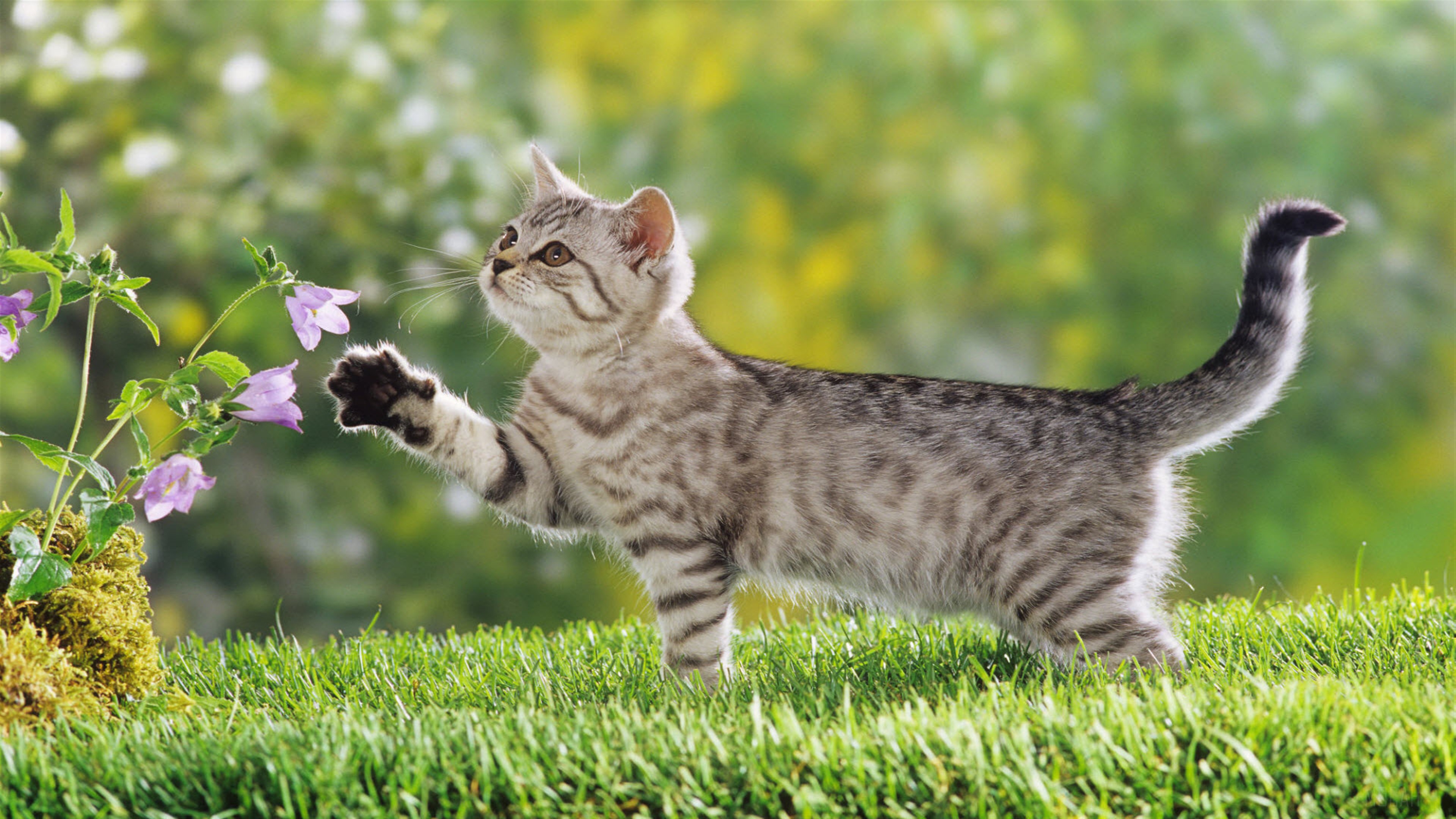 British Shorthair Kitten Playing with Flowers 4K HD Wallpaper