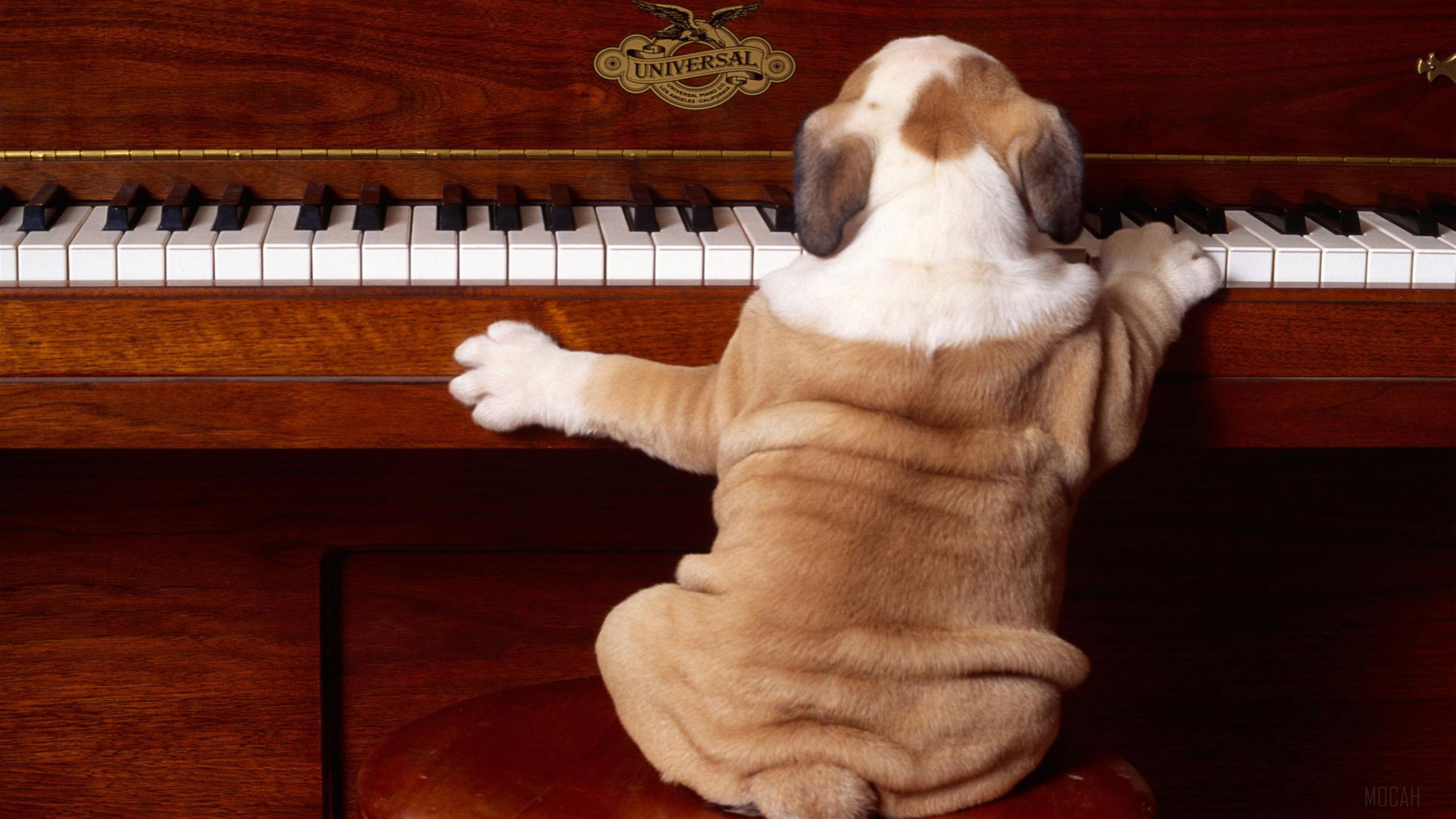 Bulldog puppy playing piano HD Wallpaper