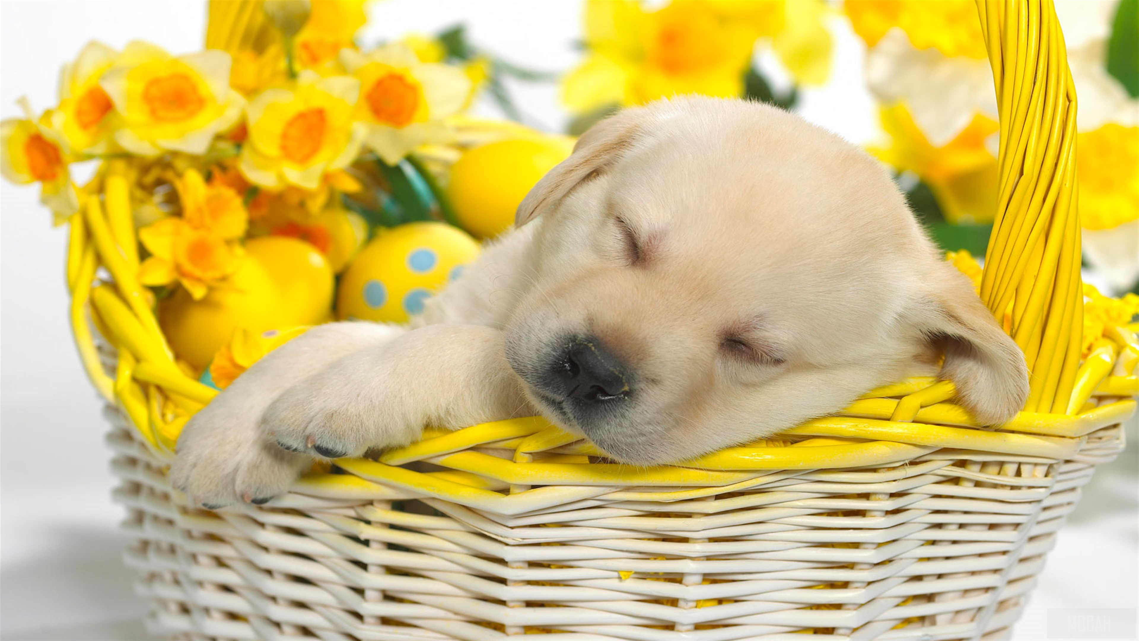 Puppy Sleeping in Easter Basket with Daffodils 4K HD Wallpaper