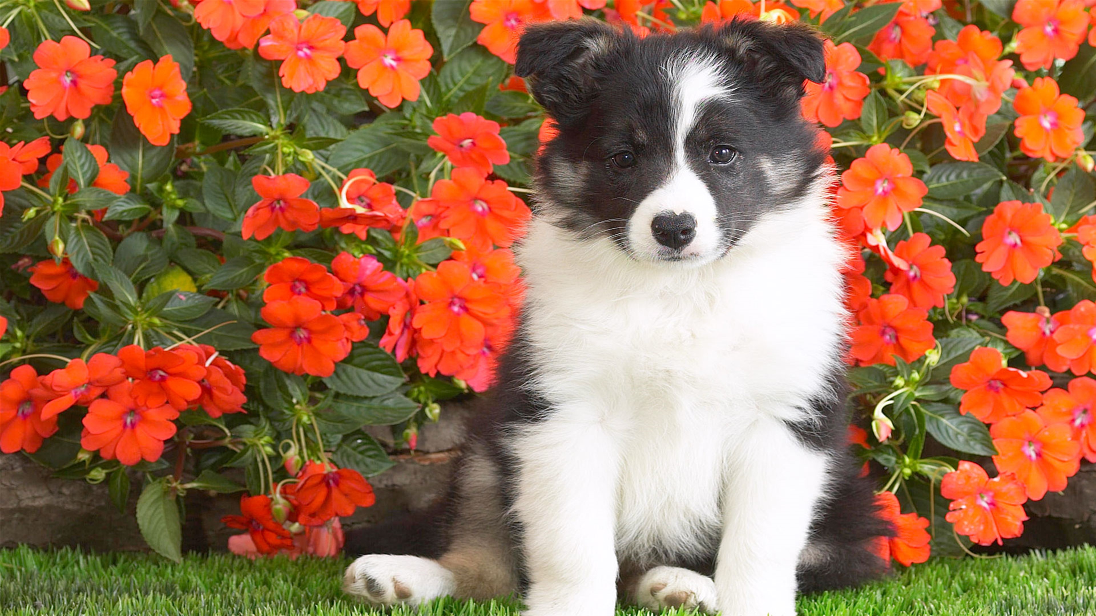 Shetland Sheepdog Puppy HD Wallpaper
