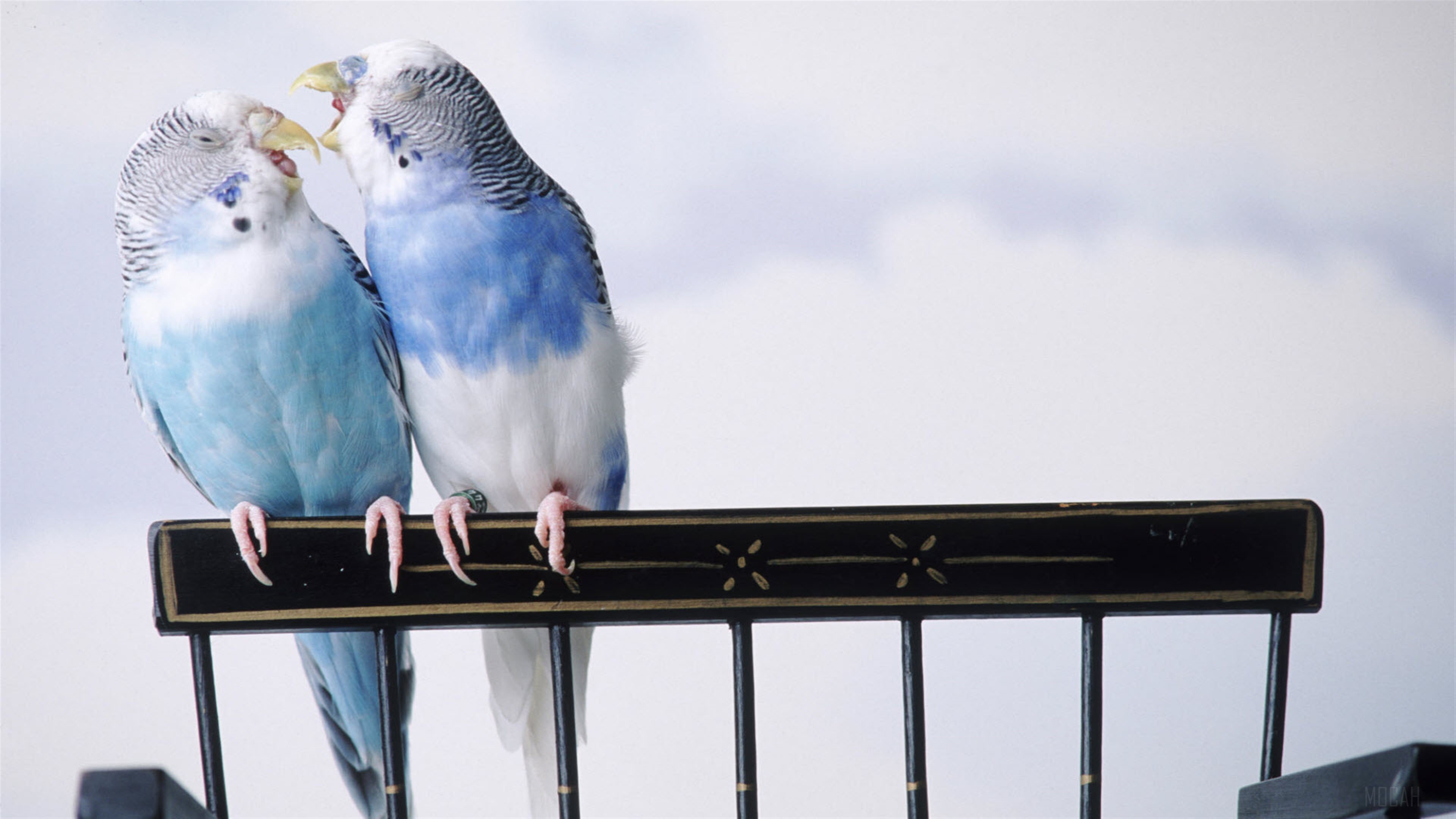 Two parakeets on a perch HD Wallpaper