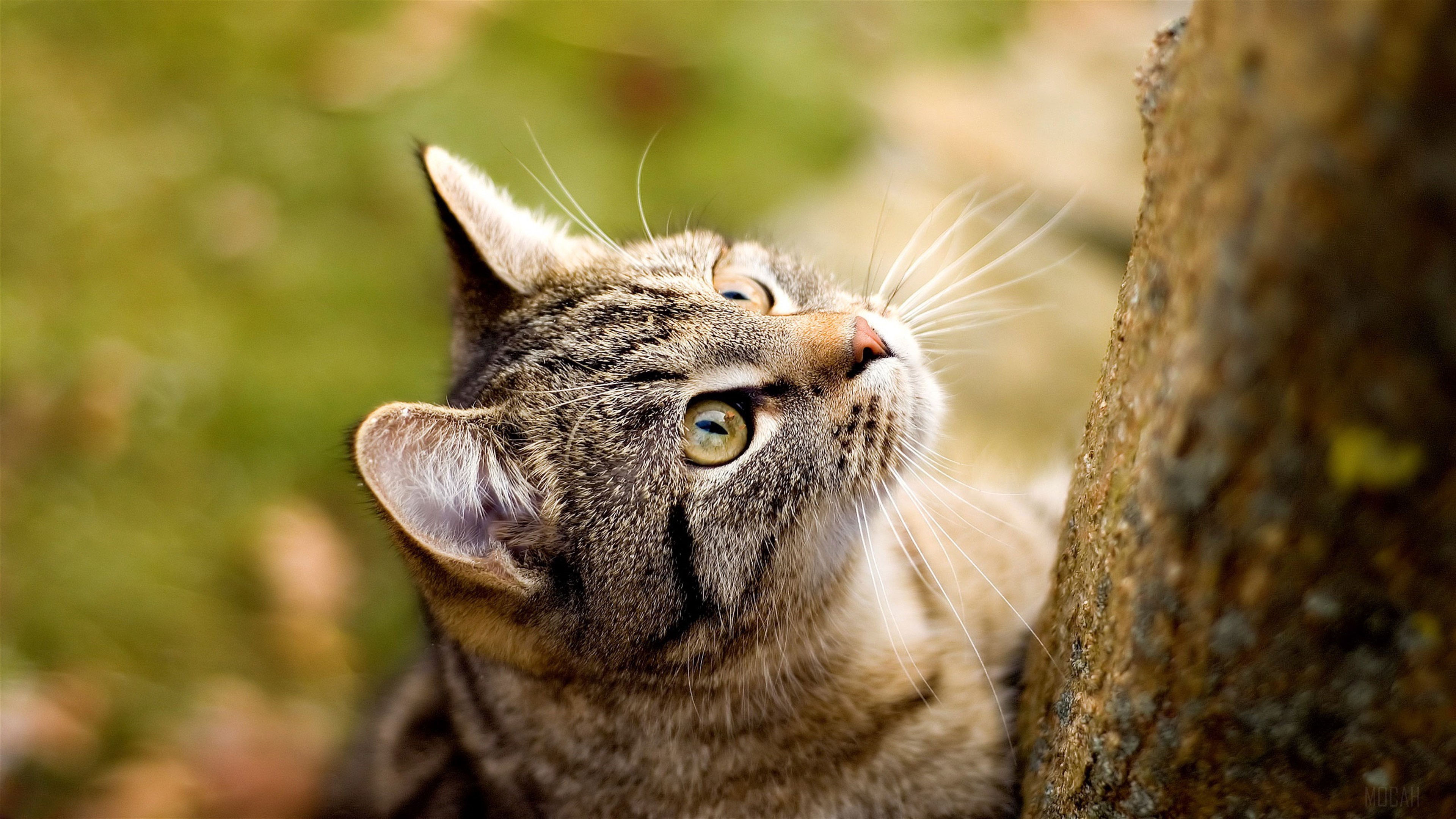 Tabby Cat Looking Up Next to Tree 4K HD Wallpaper