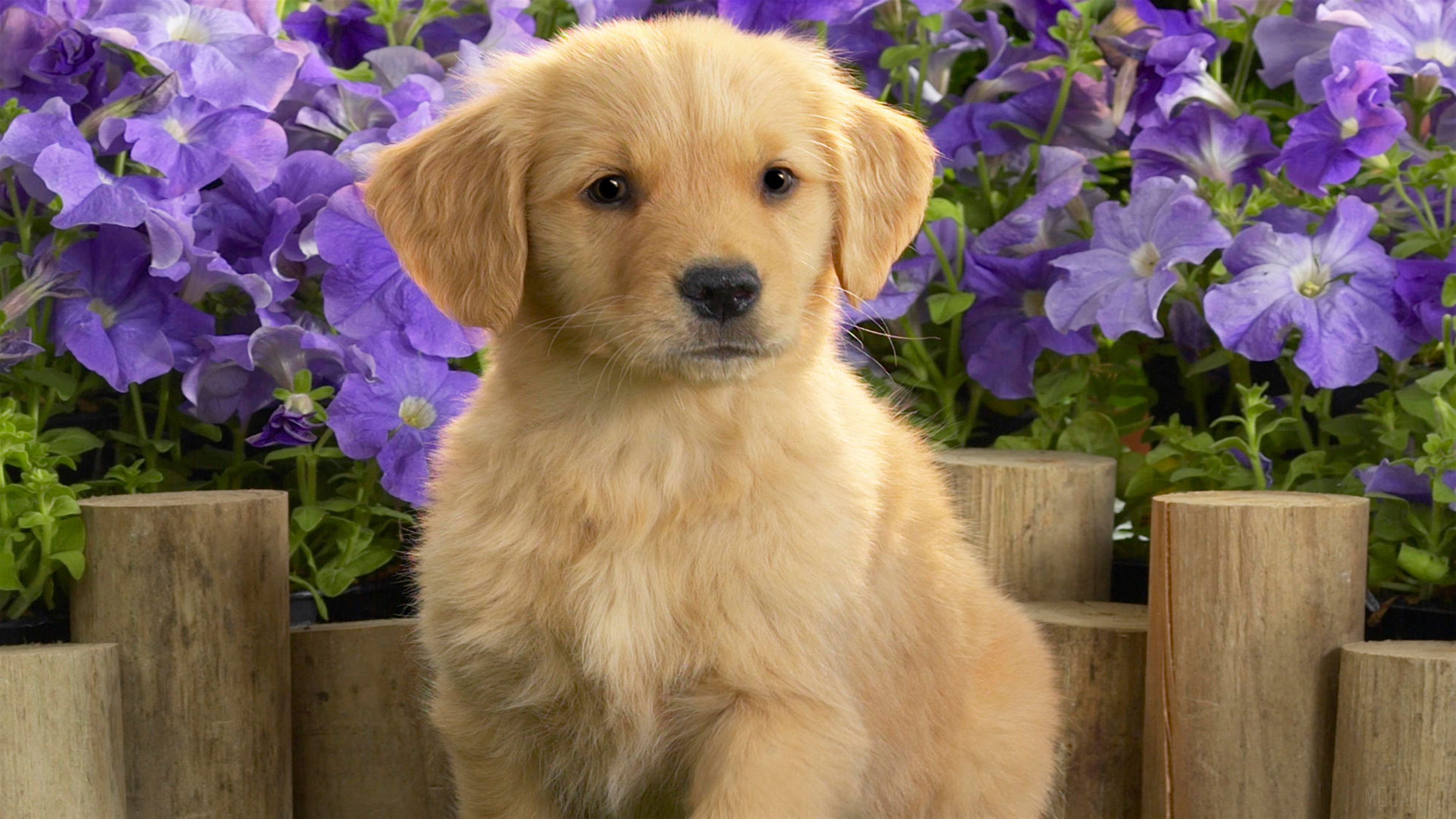 Golden Retriever Puppy 4K HD Wallpaper