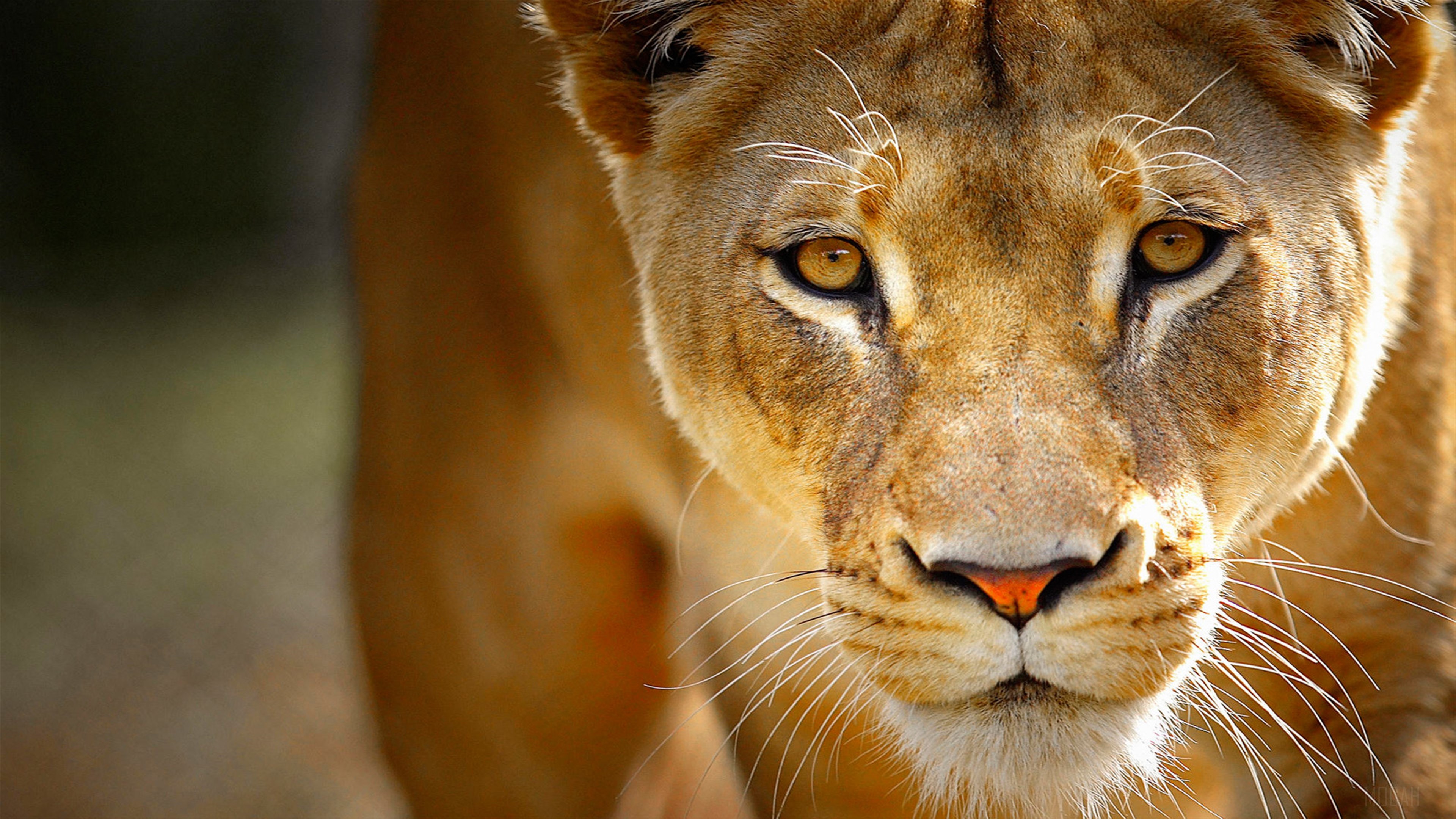 Portrait of a Predator HD Wallpaper