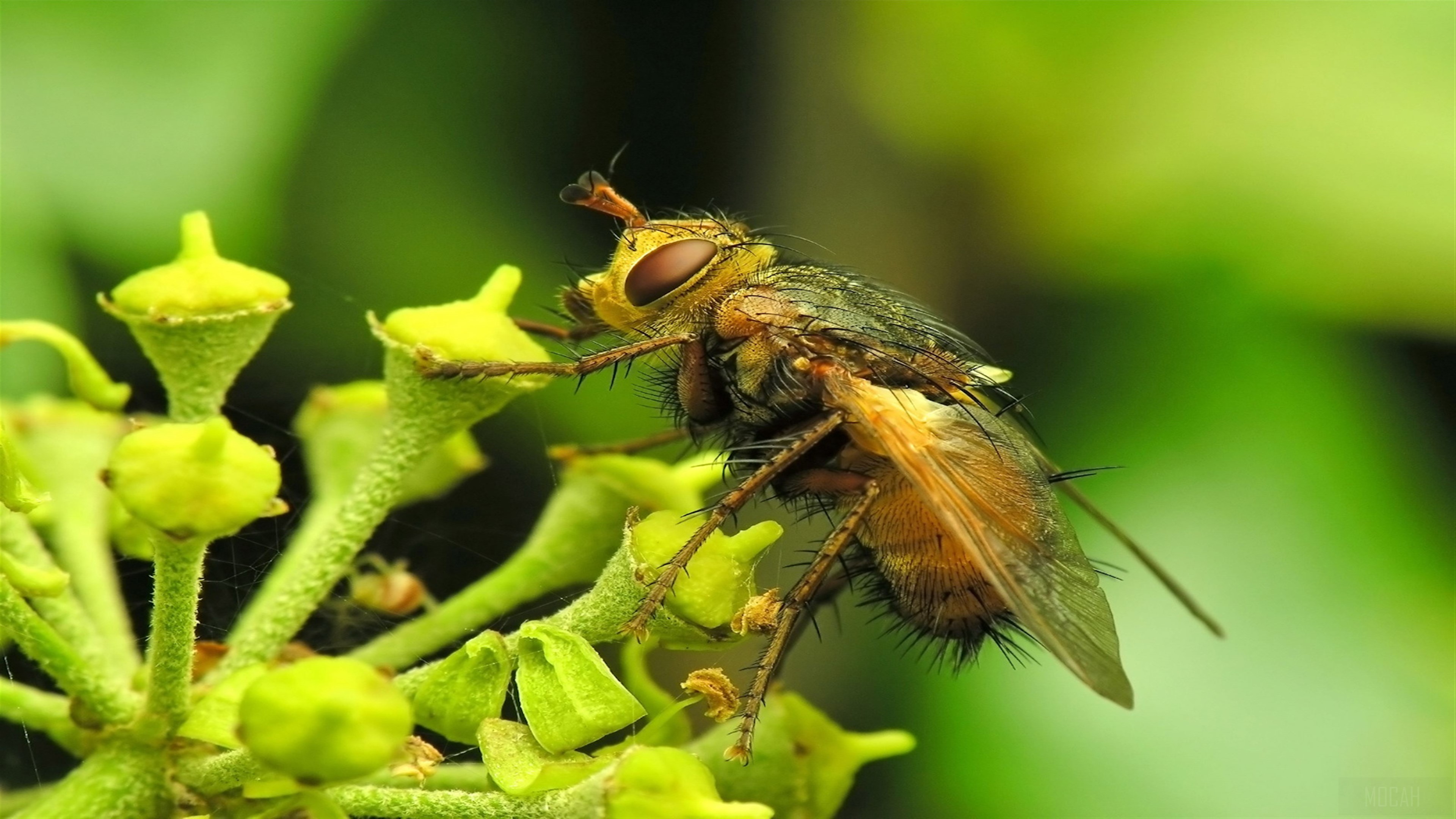 Fly on a plant HD Wallpaper