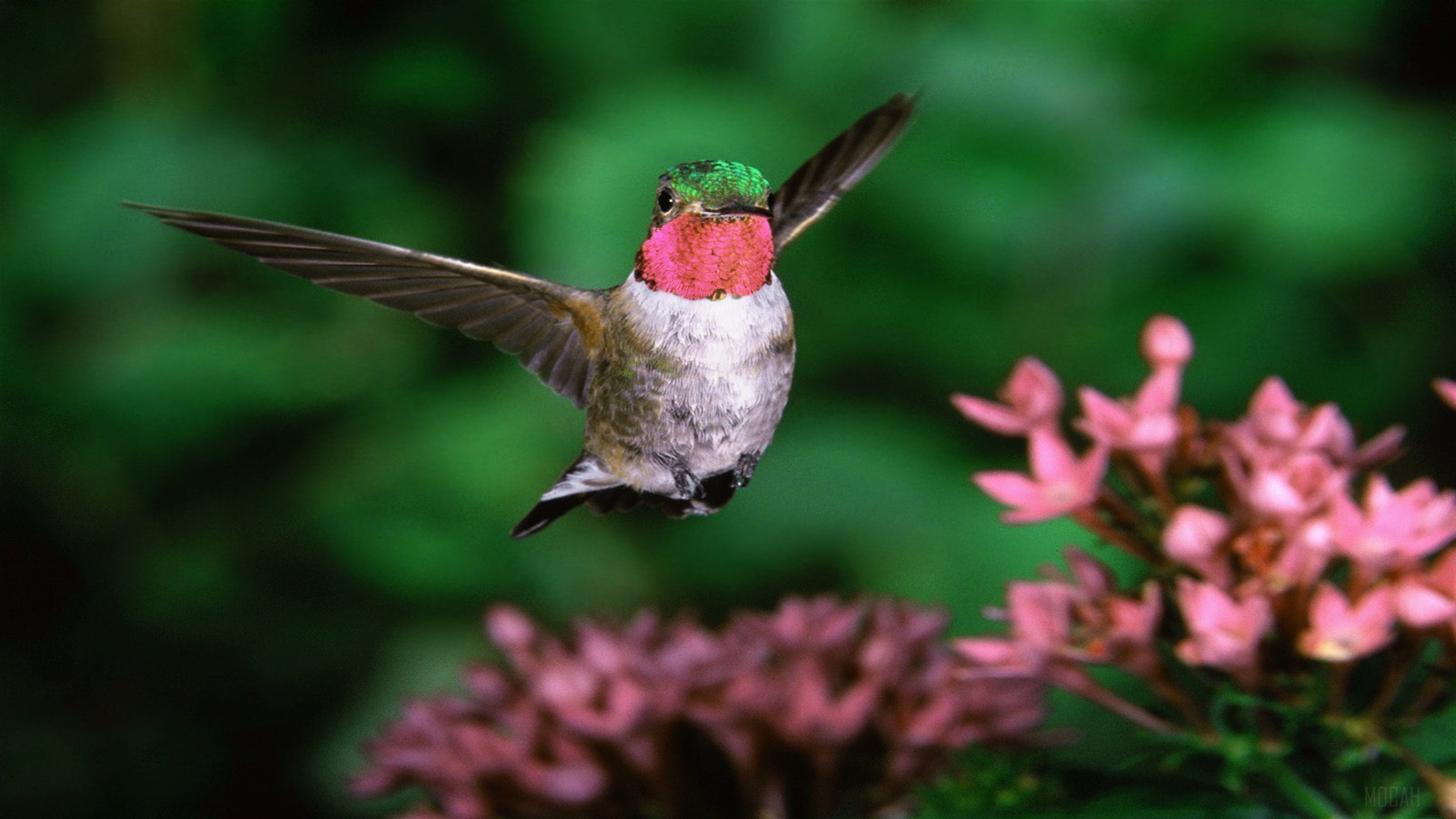 Broadtail Hummingbird in flight near pink flowers HD Wallpaper