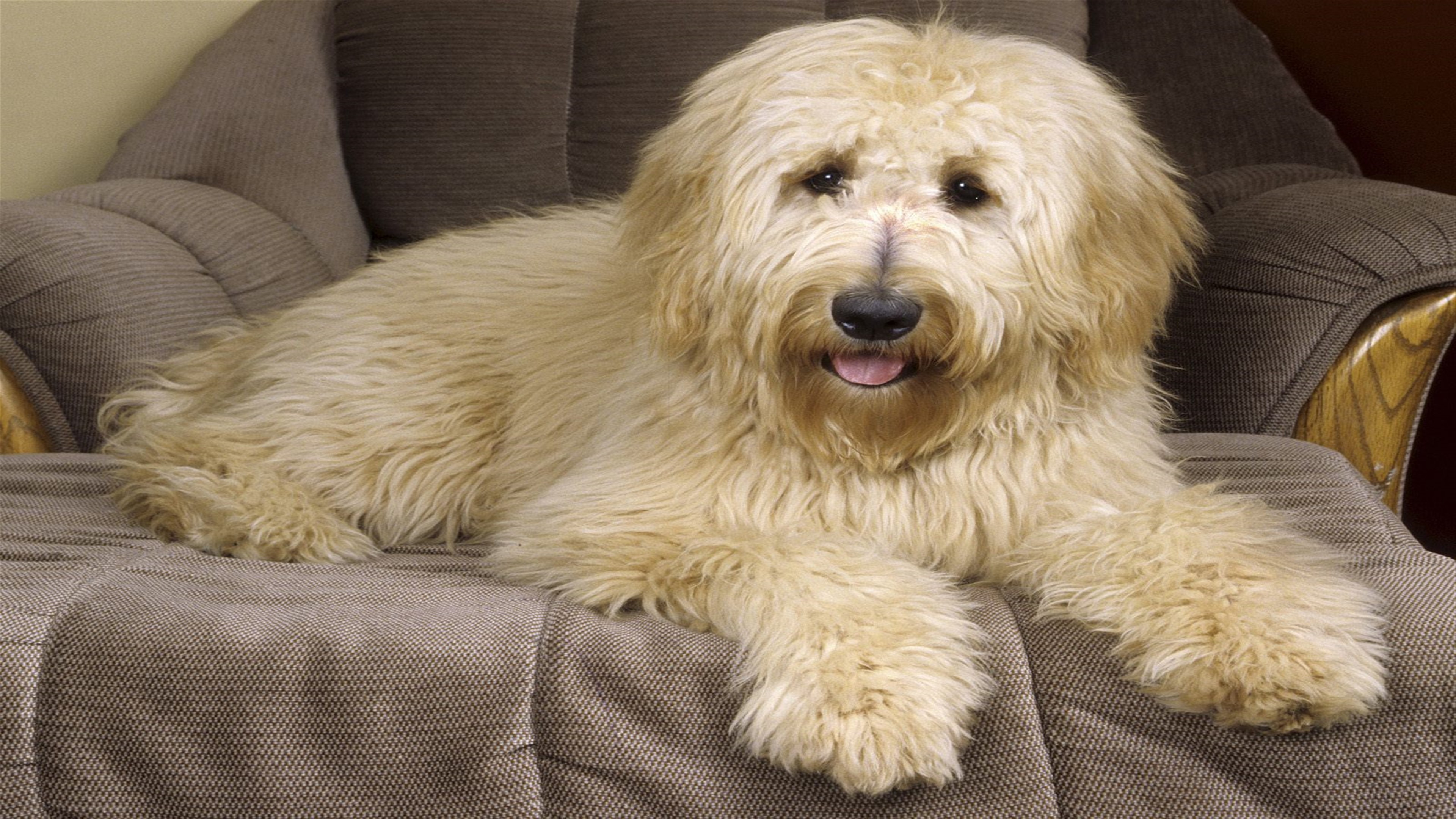 Goldendoodle dog lying on a chair HD Wallpaper