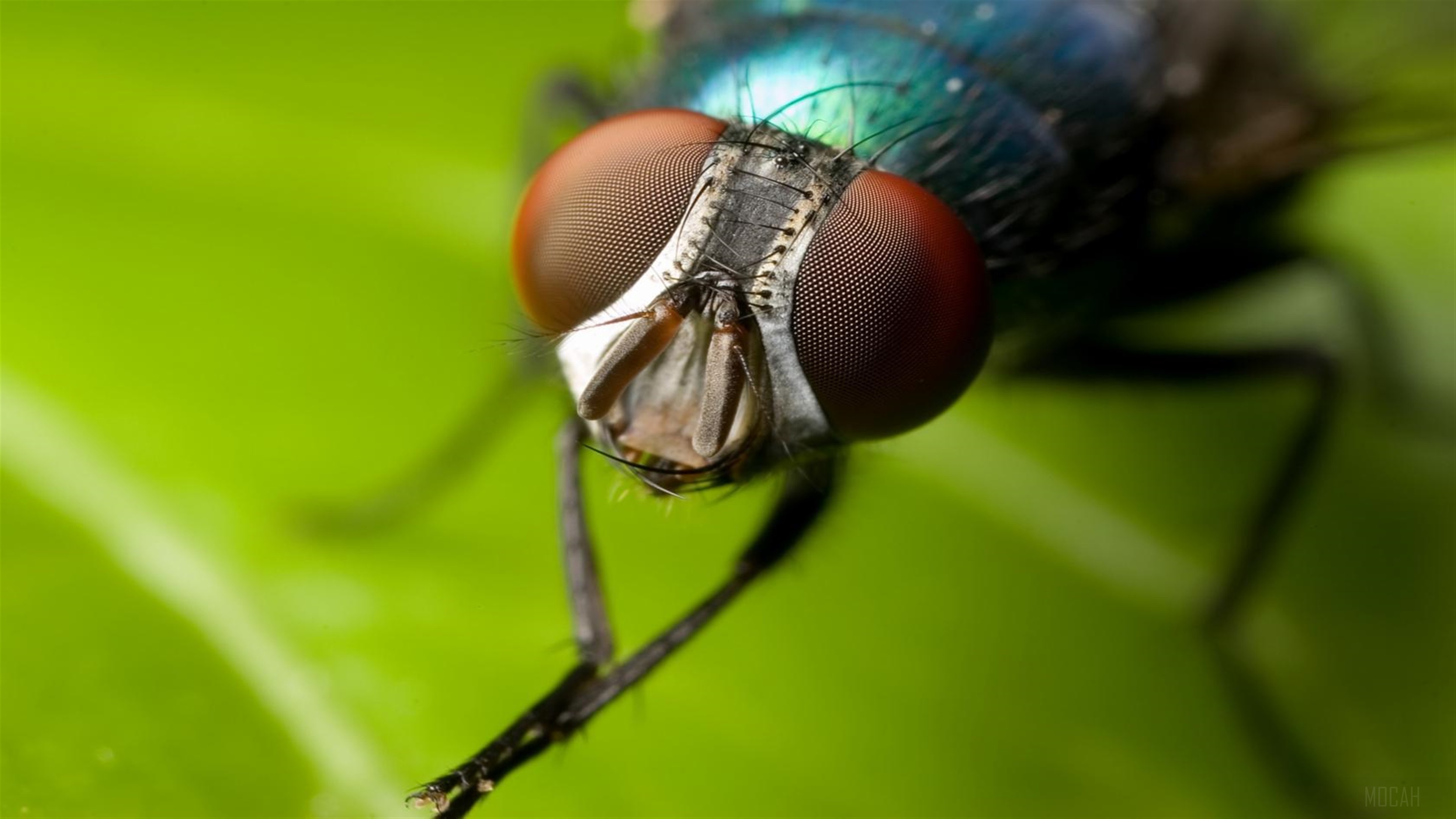 Close-up of a Green Fly in 4K HD Wallpaper